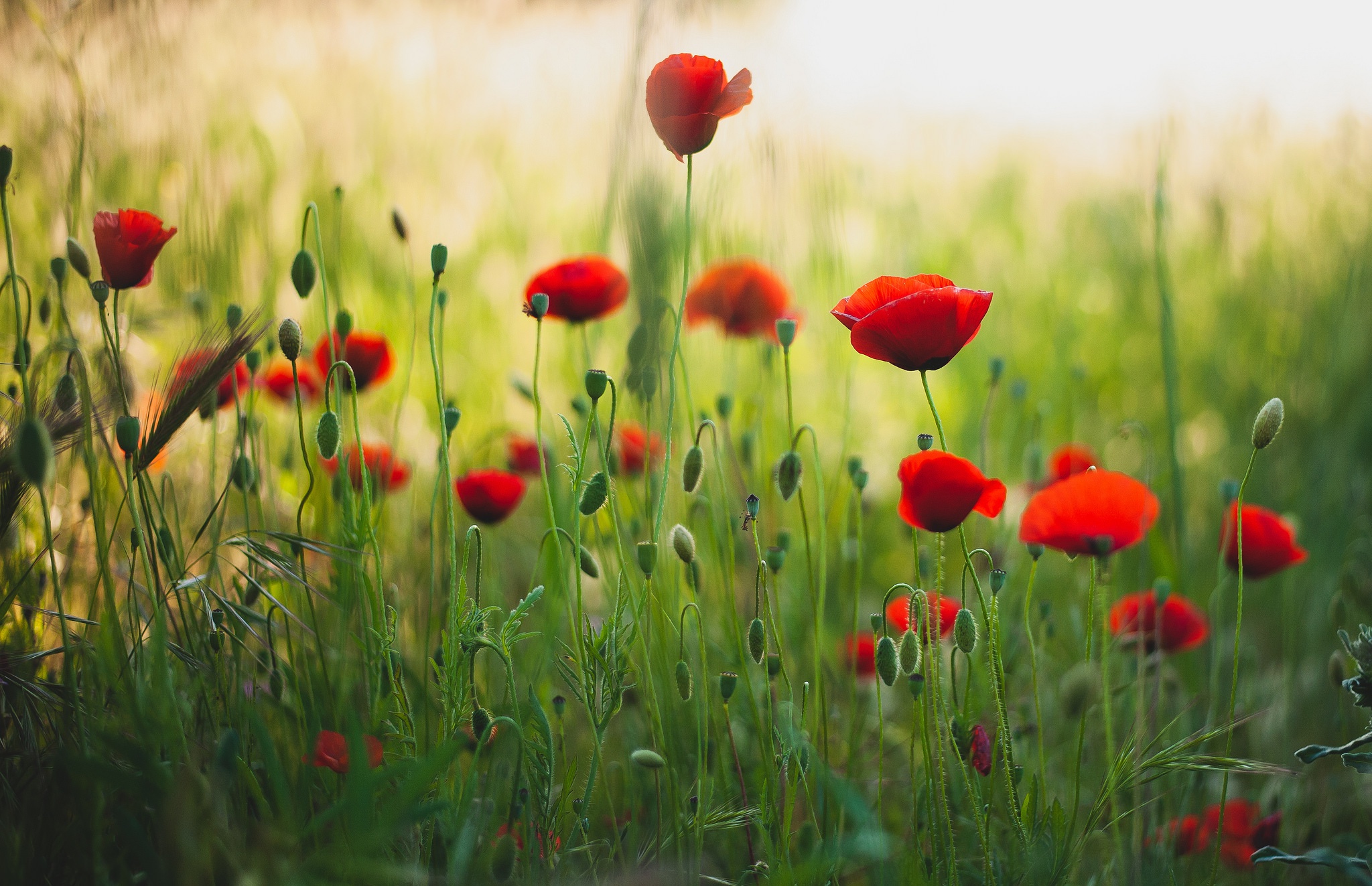 Download mobile wallpaper Nature, Flowers, Summer, Flower, Close Up, Earth, Poppy, Red Flower for free.
