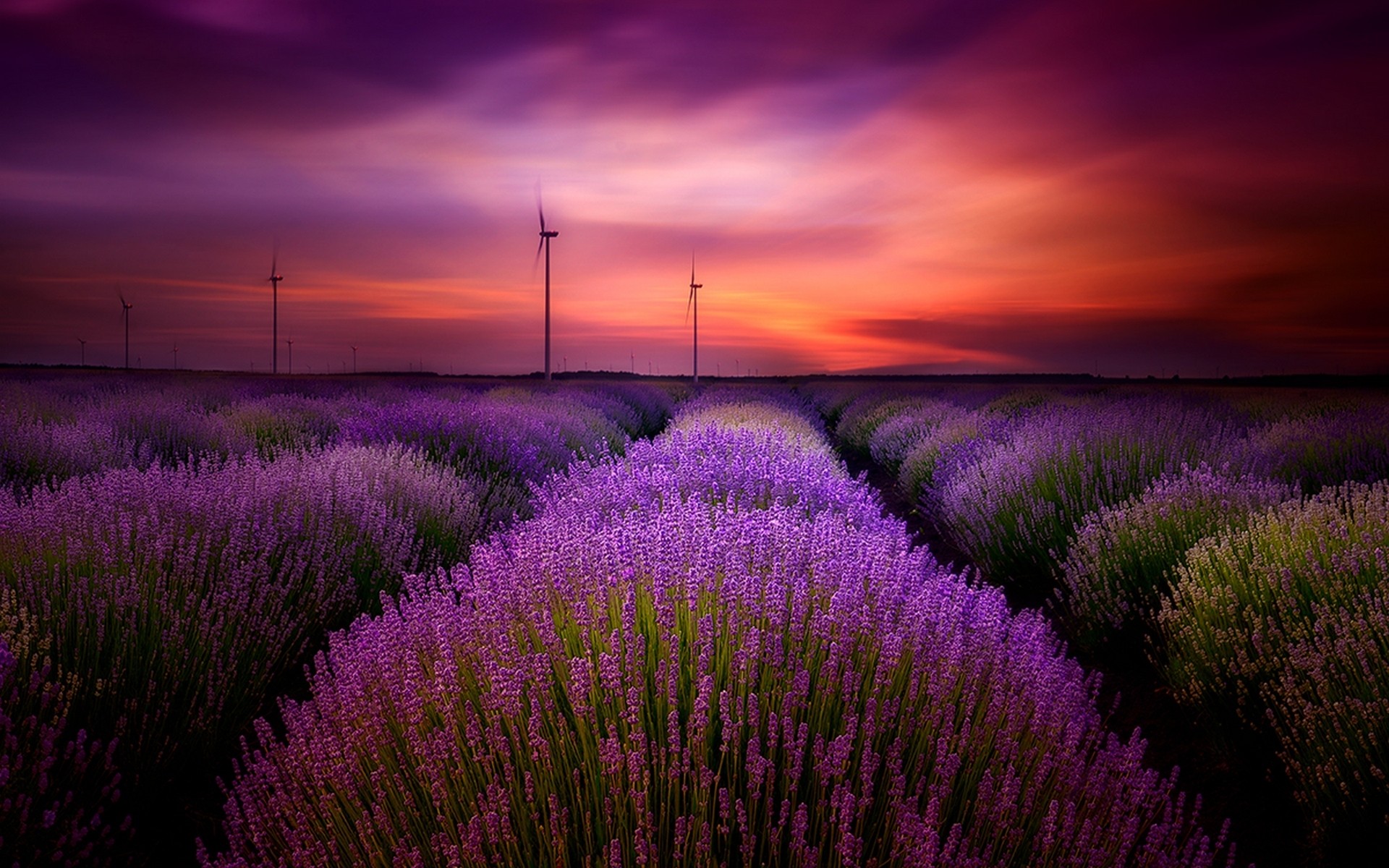 Download mobile wallpaper Flowers, Sunset, Sky, Flower, Earth, Field, Lavender, Wind Turbine, Purple Flower for free.