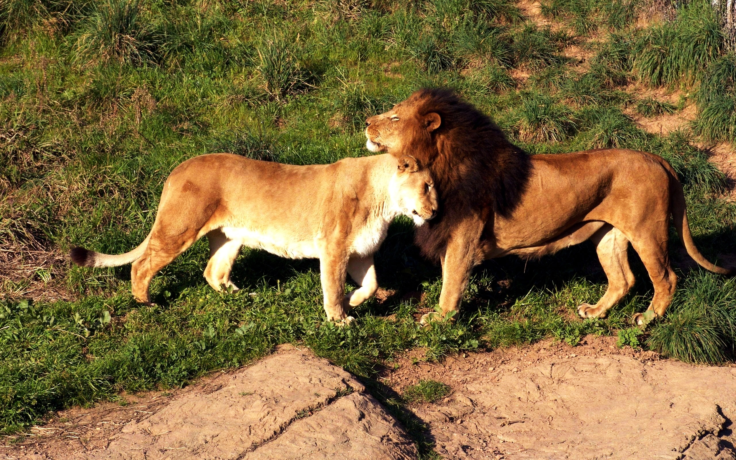 animals, lions desktop HD wallpaper