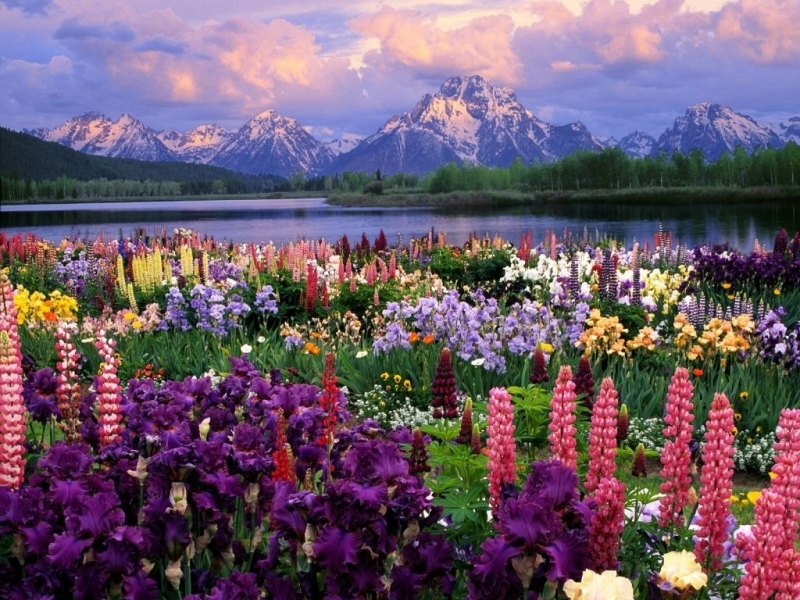 Скачать картинку Горы, Пейзаж, Цветы в телефон бесплатно.