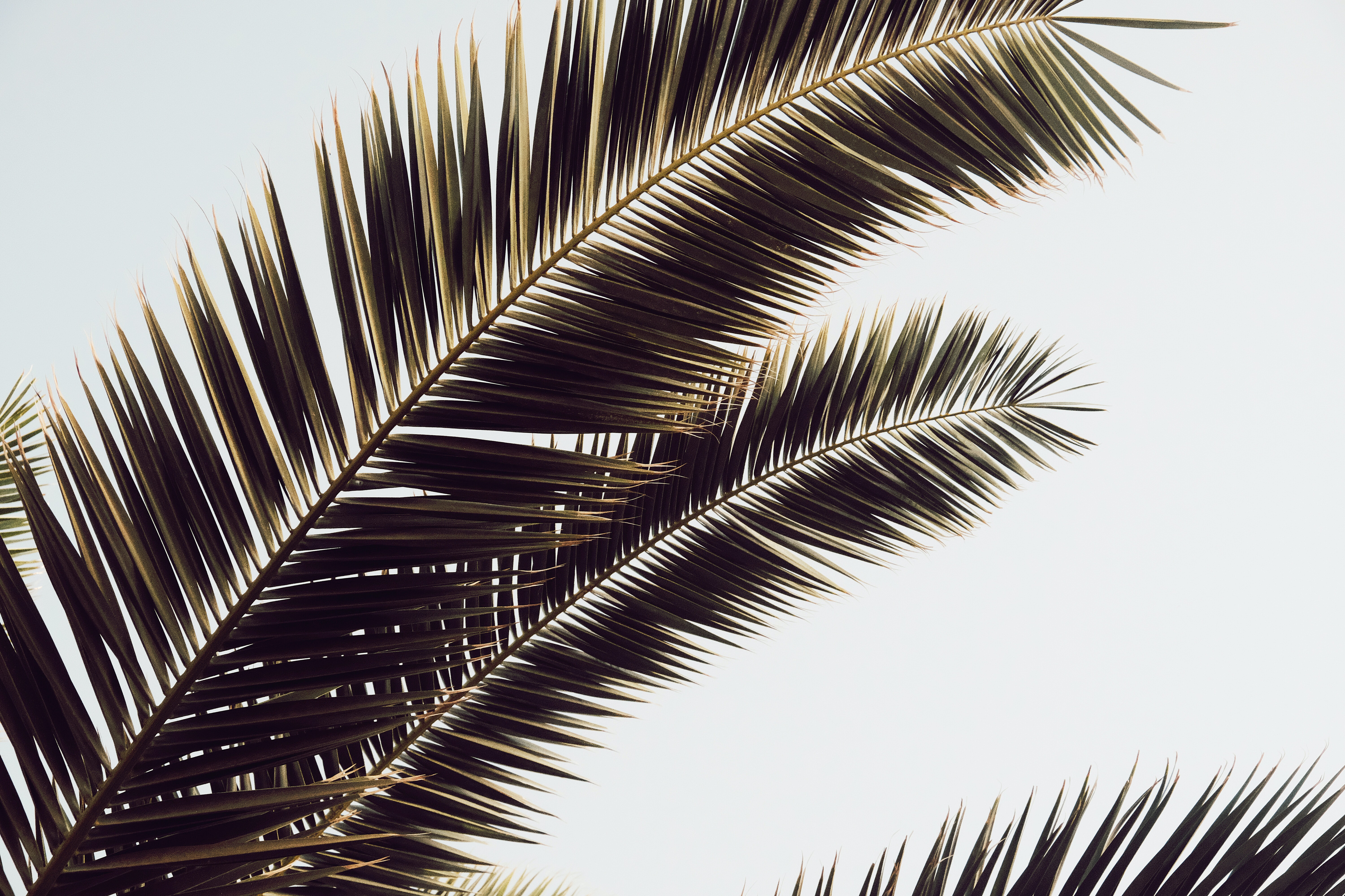пальмовые листья картинки
