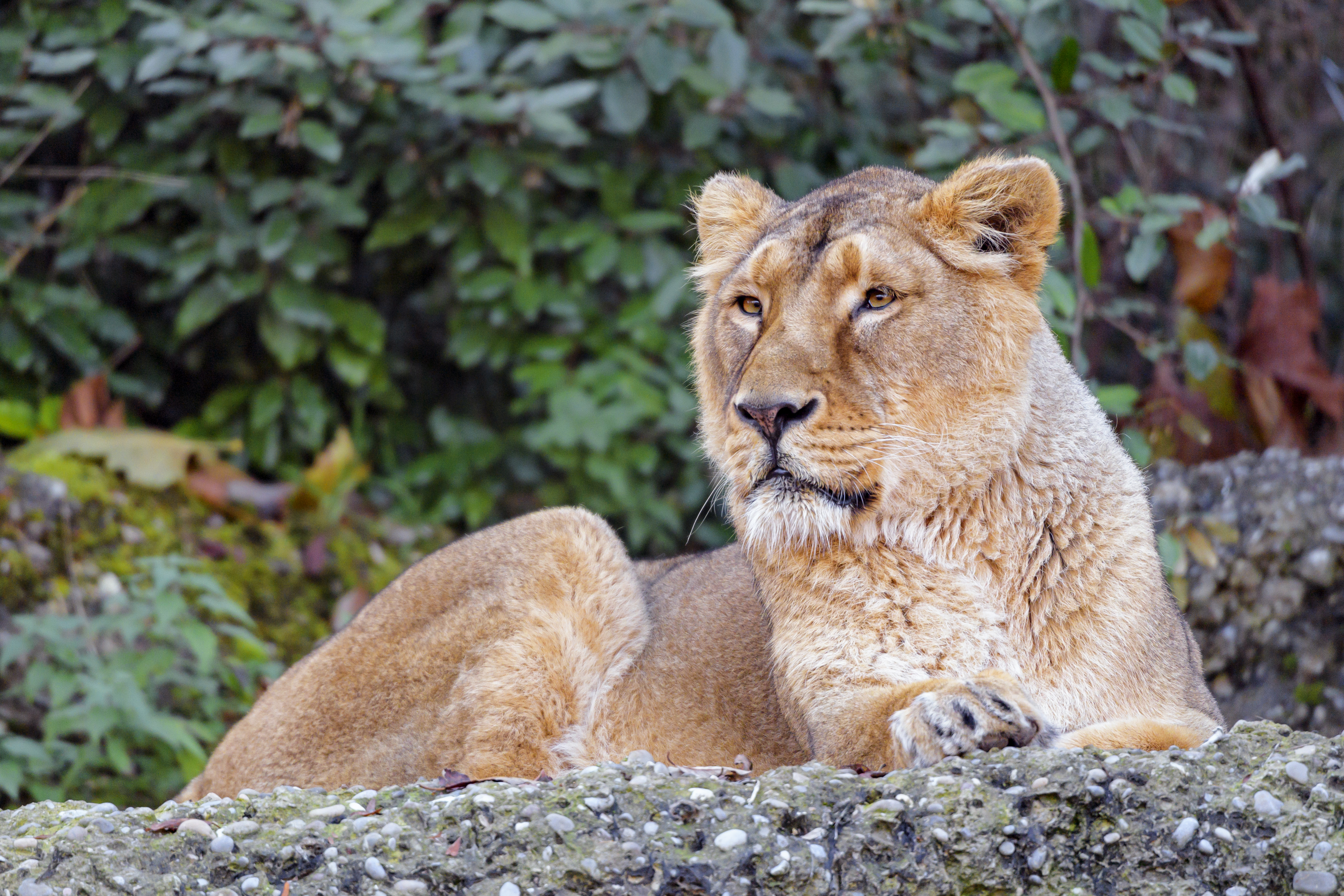 Download mobile wallpaper Animals, Animal, Big Cat, Brown, Wildlife, Lioness for free.