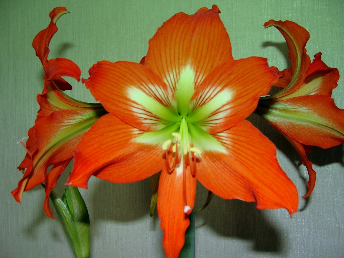 Цветок гиппеаструм оранжевая