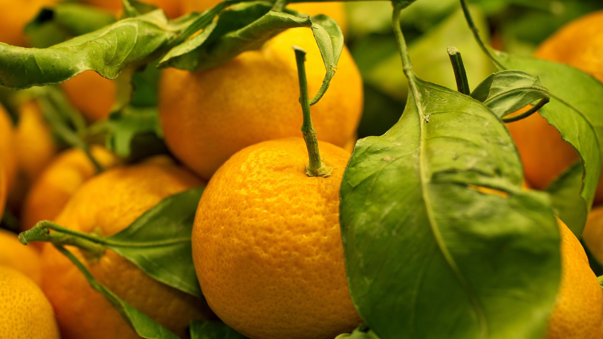 Téléchargez des papiers peints mobile Oranges, Plantes, Fruits gratuitement.