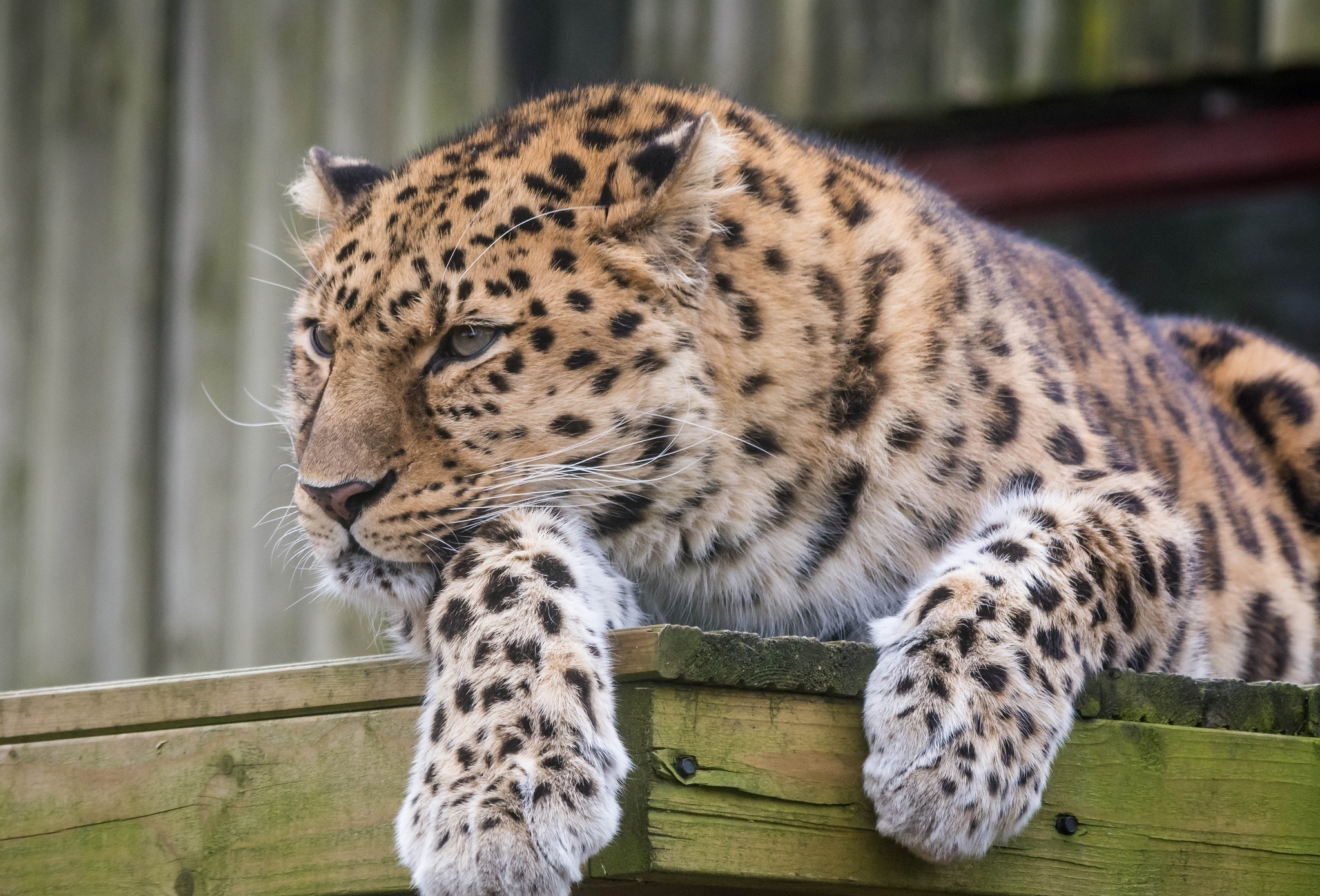 380094 Bild herunterladen tiere, leopard, amur leopard, katzen - Hintergrundbilder und Bildschirmschoner kostenlos