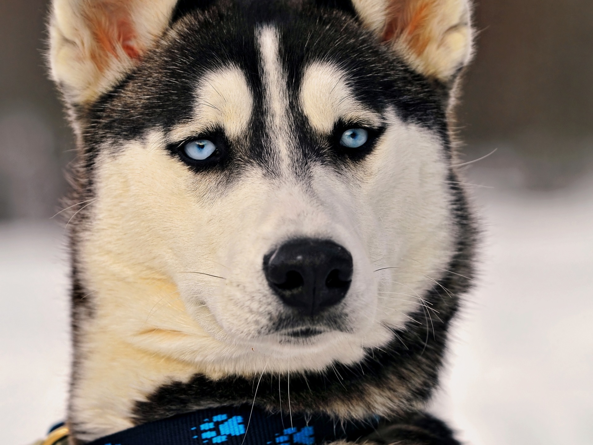 Download mobile wallpaper Animals, Muzzle, Blue Eyed, Dog, Husky for free.