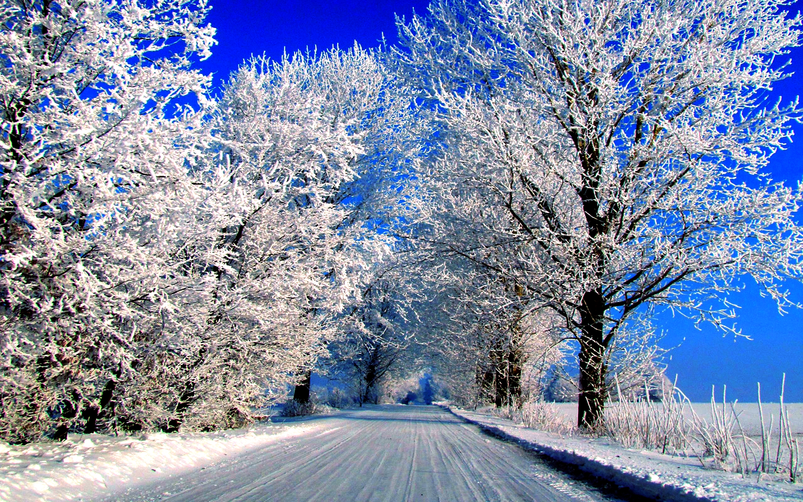629274 免費下載壁紙 自然, 冬季, 霜, 路, 雪, 树 屏保和圖片