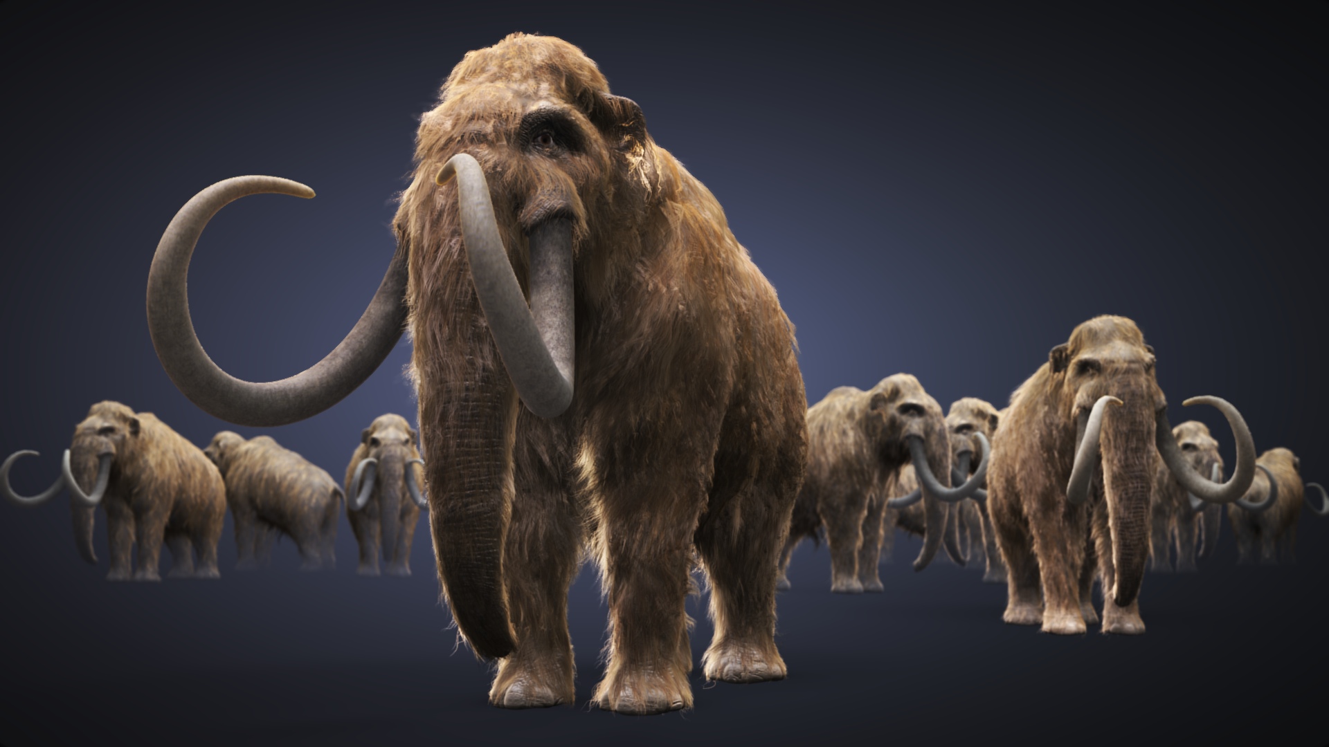 animal, mammoth wallpapers for tablet