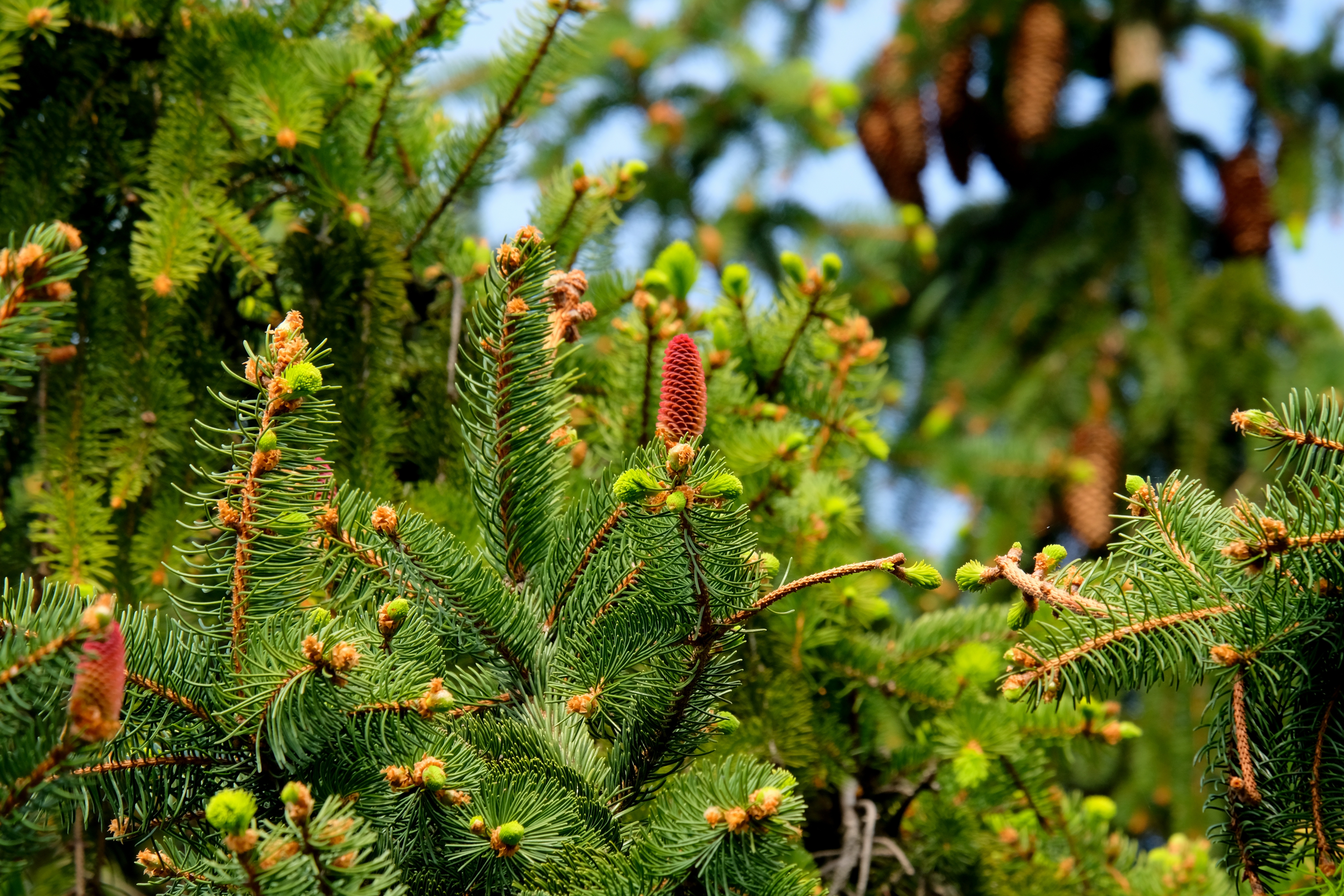 nature, cones, fir, needles cell phone wallpapers