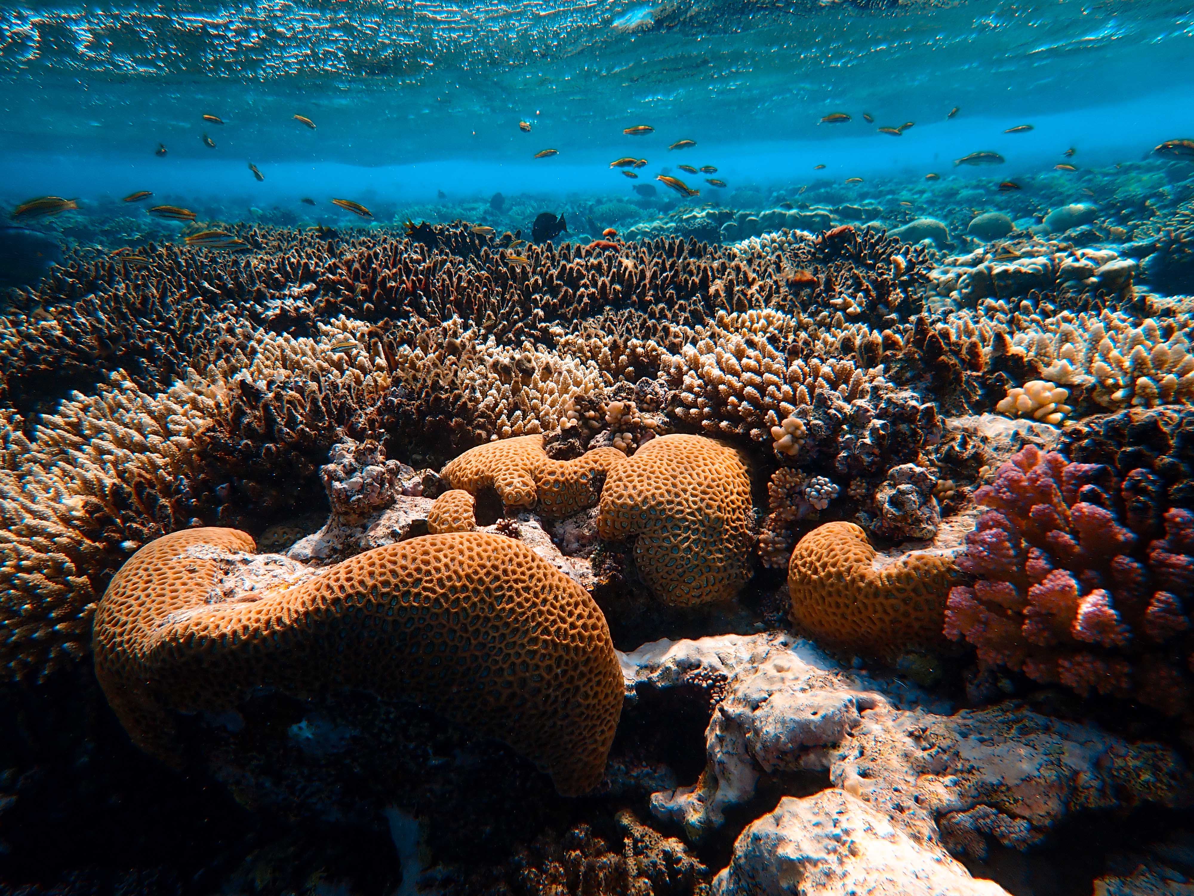 Free download wallpaper Nature, Water, Algae, Seaweed, Coral, Underwater World on your PC desktop