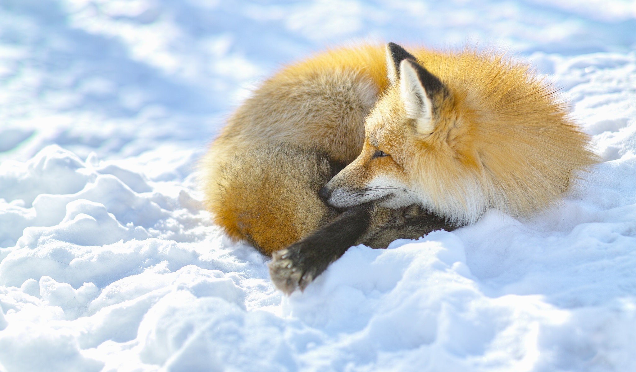 Free download wallpaper Winter, Fox, Animal on your PC desktop