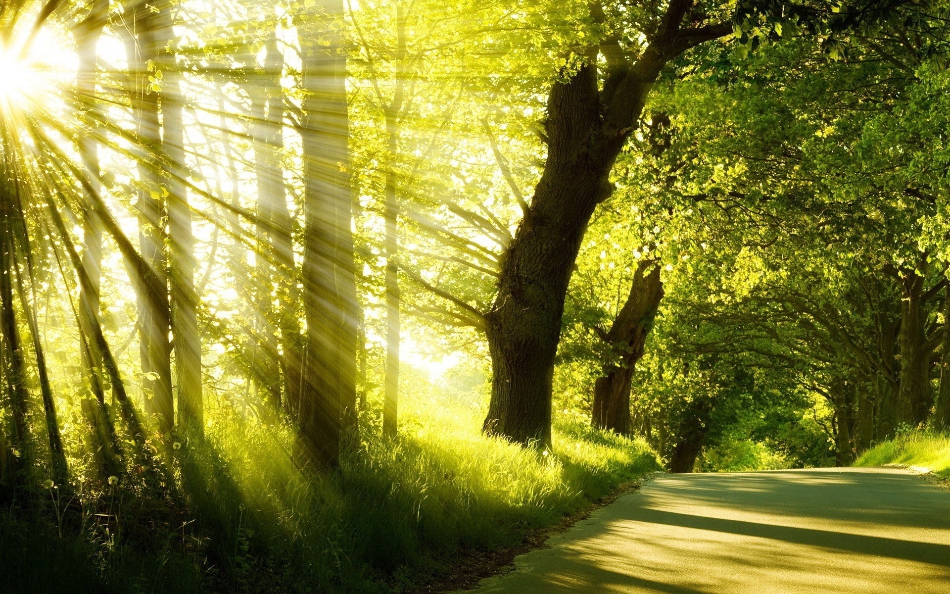 Download mobile wallpaper Sun, Landscape, Trees for free.