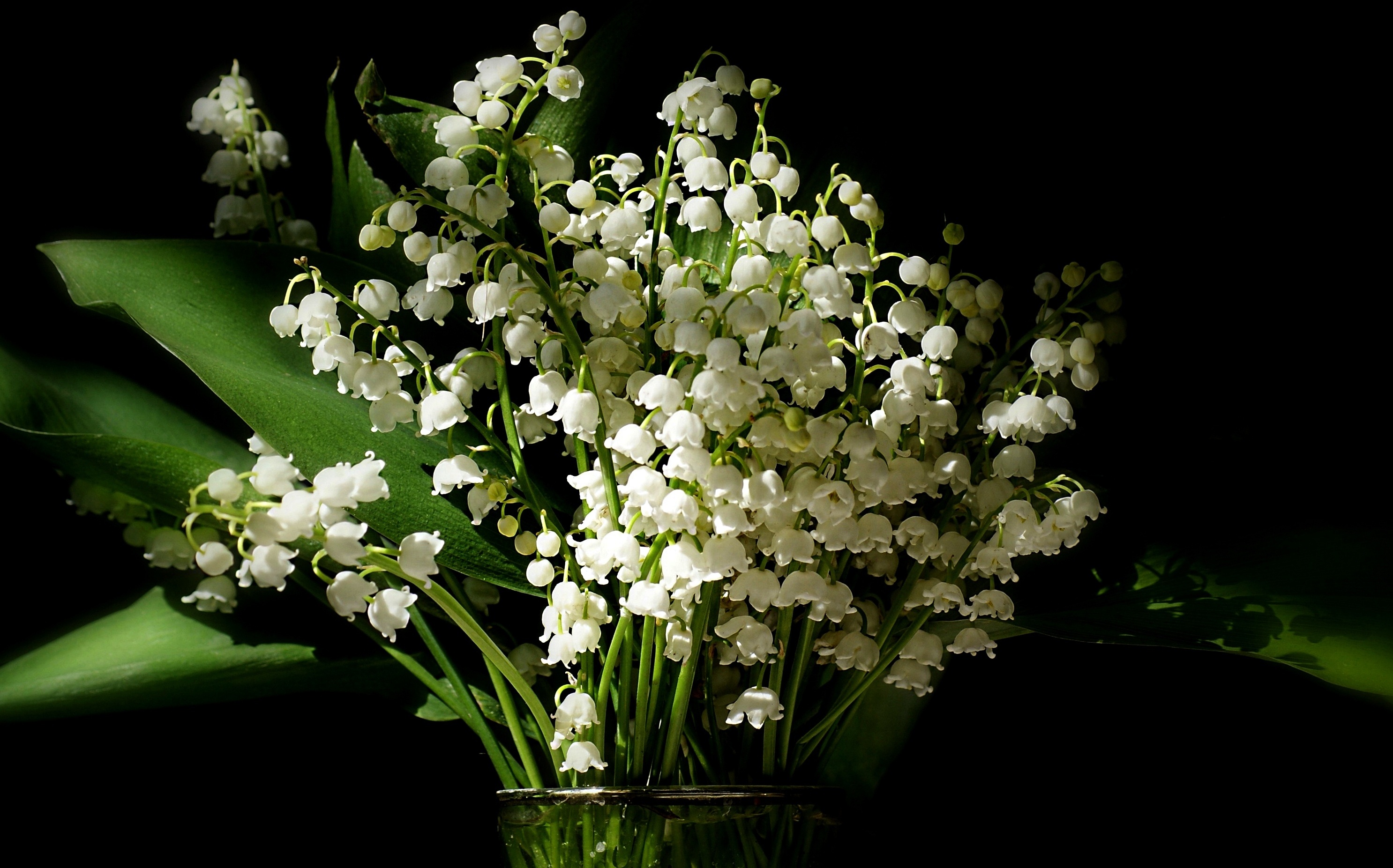 381478 免費下載壁紙 自然, 山谷里的百合, 花, 花瓶, 白色的花, 花卉 屏保和圖片