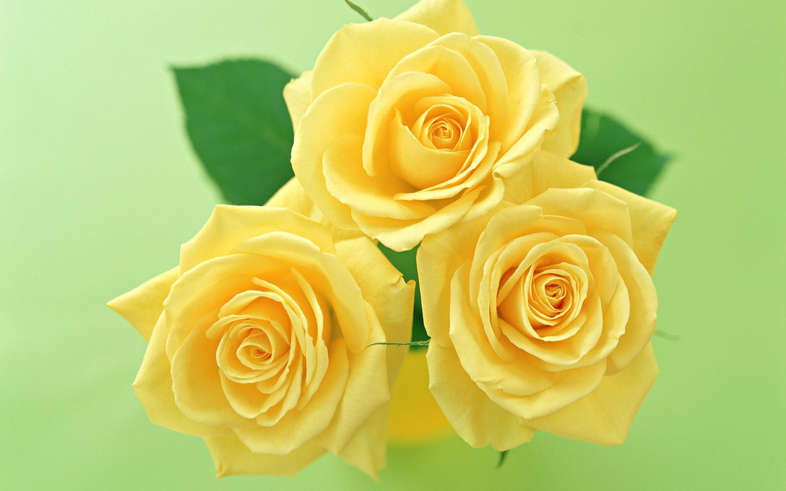 Цветочки розы желтые