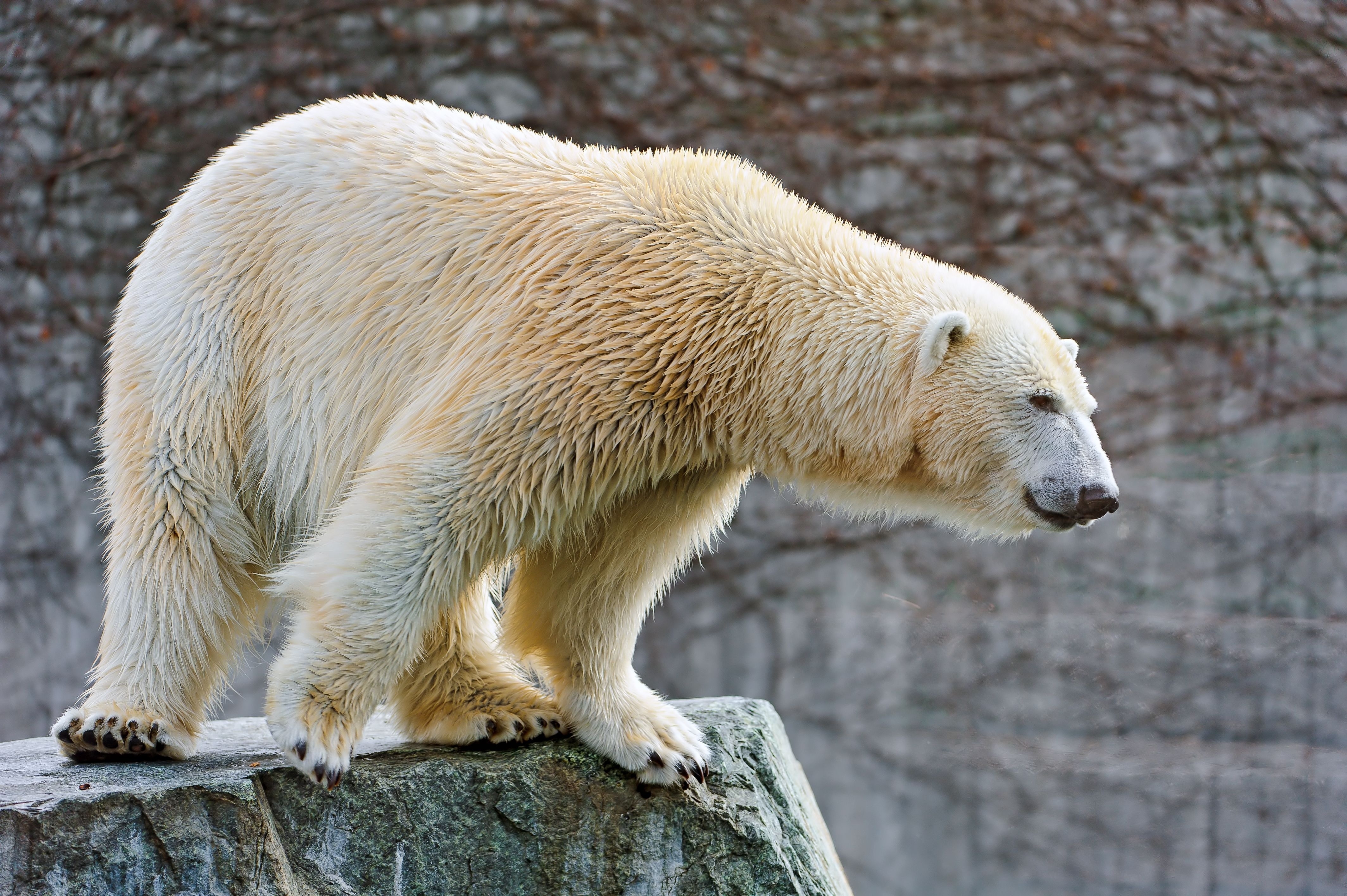 148091壁紙のダウンロード動物, ストーンズ, 嘘, 横になります, ホッキョクグマ, 北極熊-スクリーンセーバーと写真を無料で