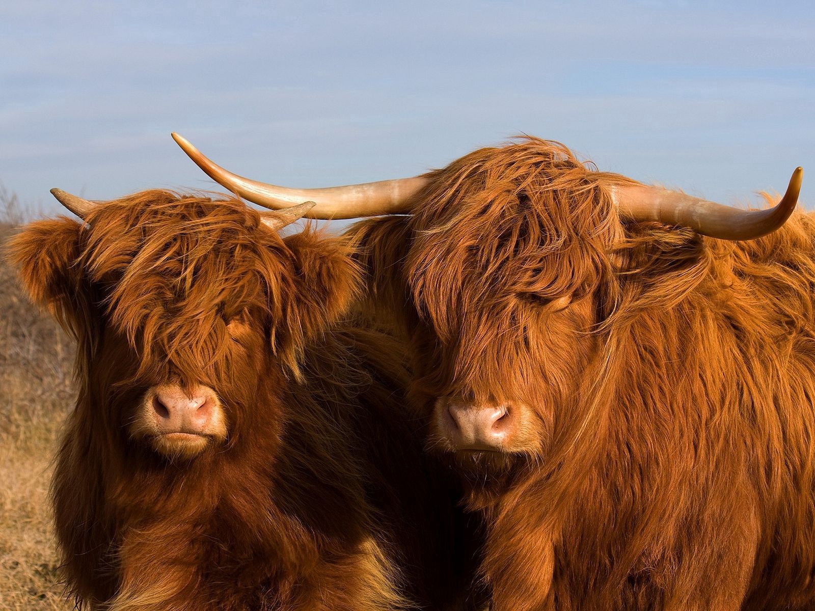 Шотландская Высокогорная корова