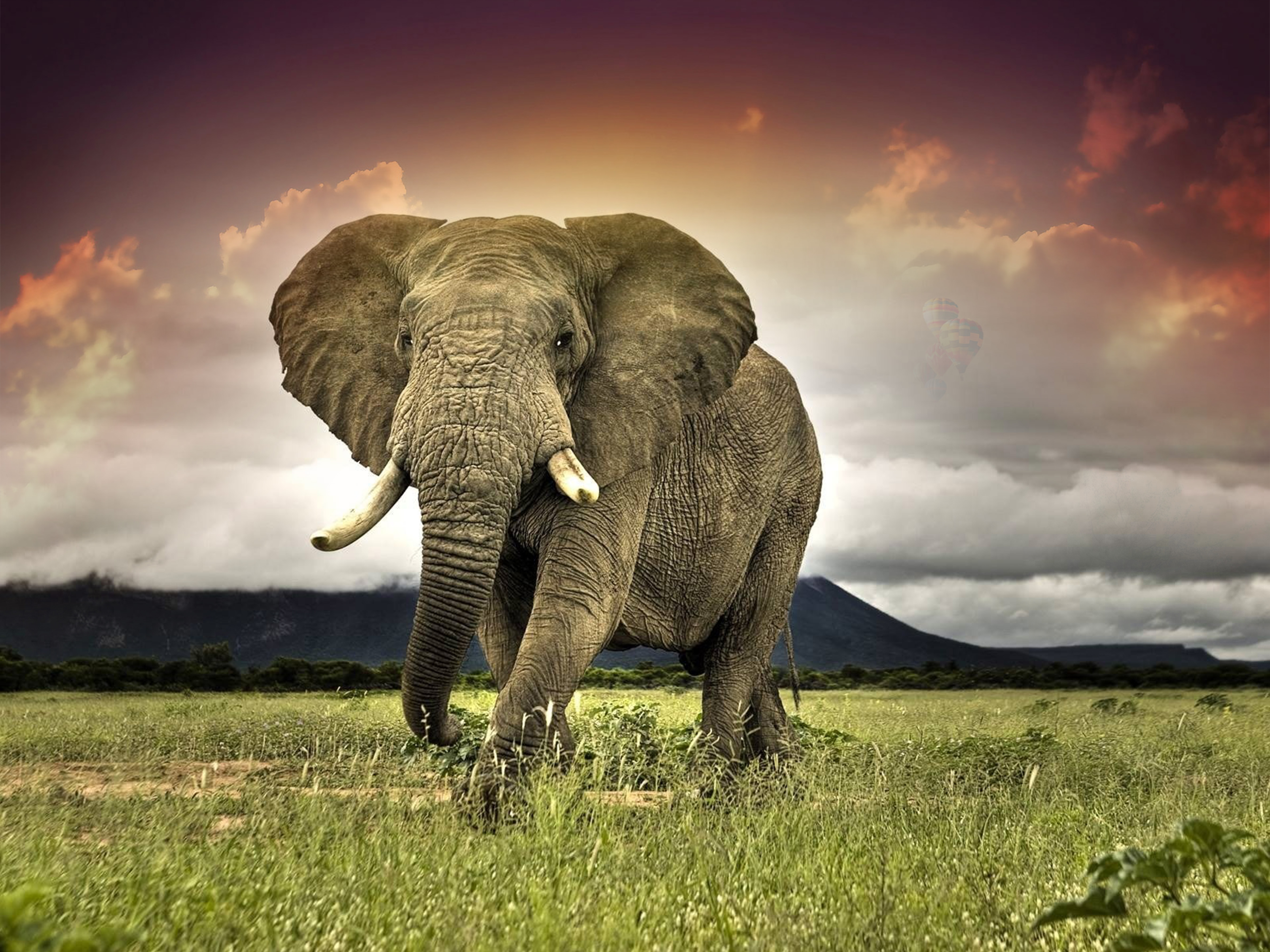 376720 descargar imagen animales, elefante africano de sabana, áfrica, sabana, elefantes: fondos de pantalla y protectores de pantalla gratis