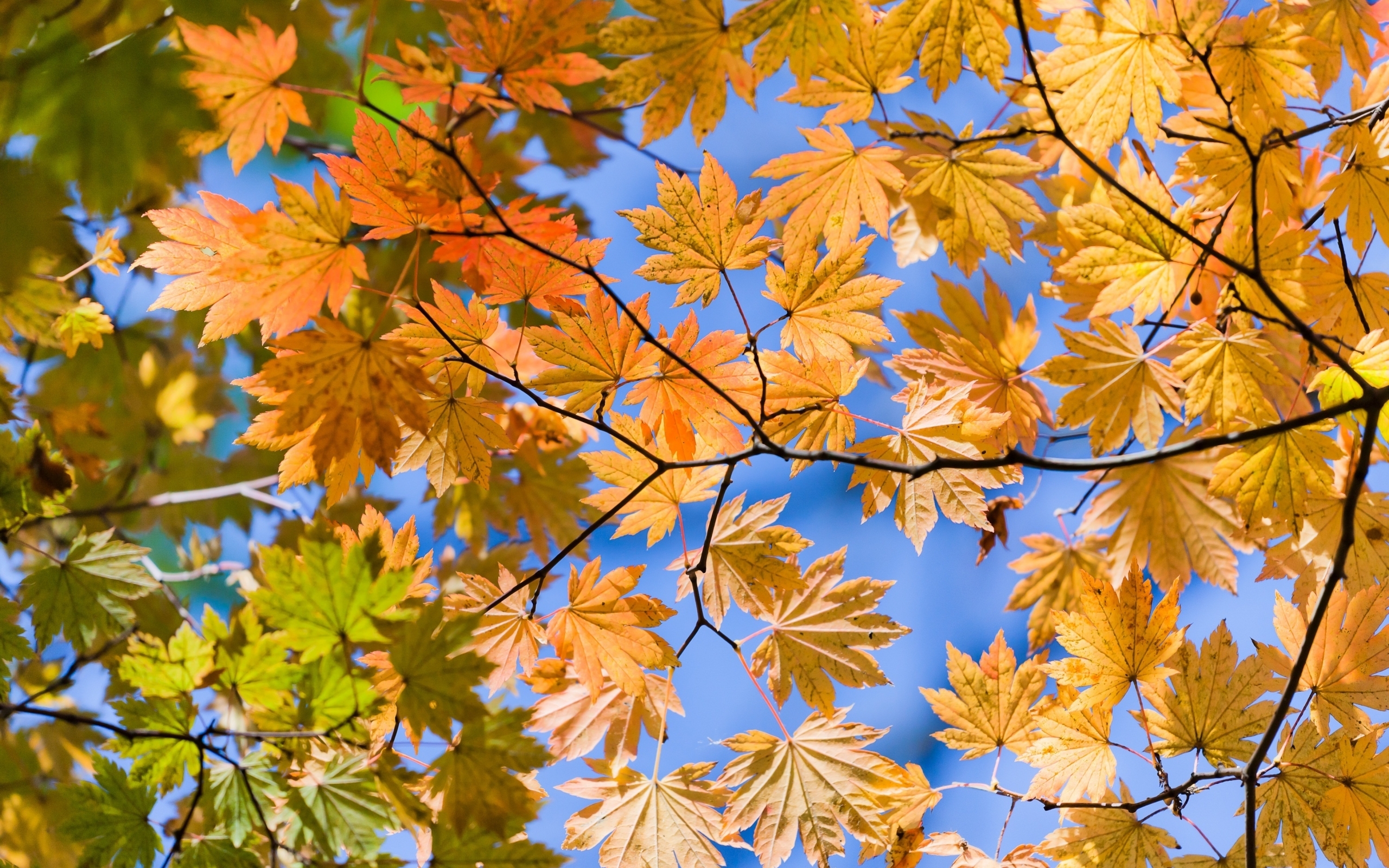 Download mobile wallpaper Leaves, Plants, Landscape for free.
