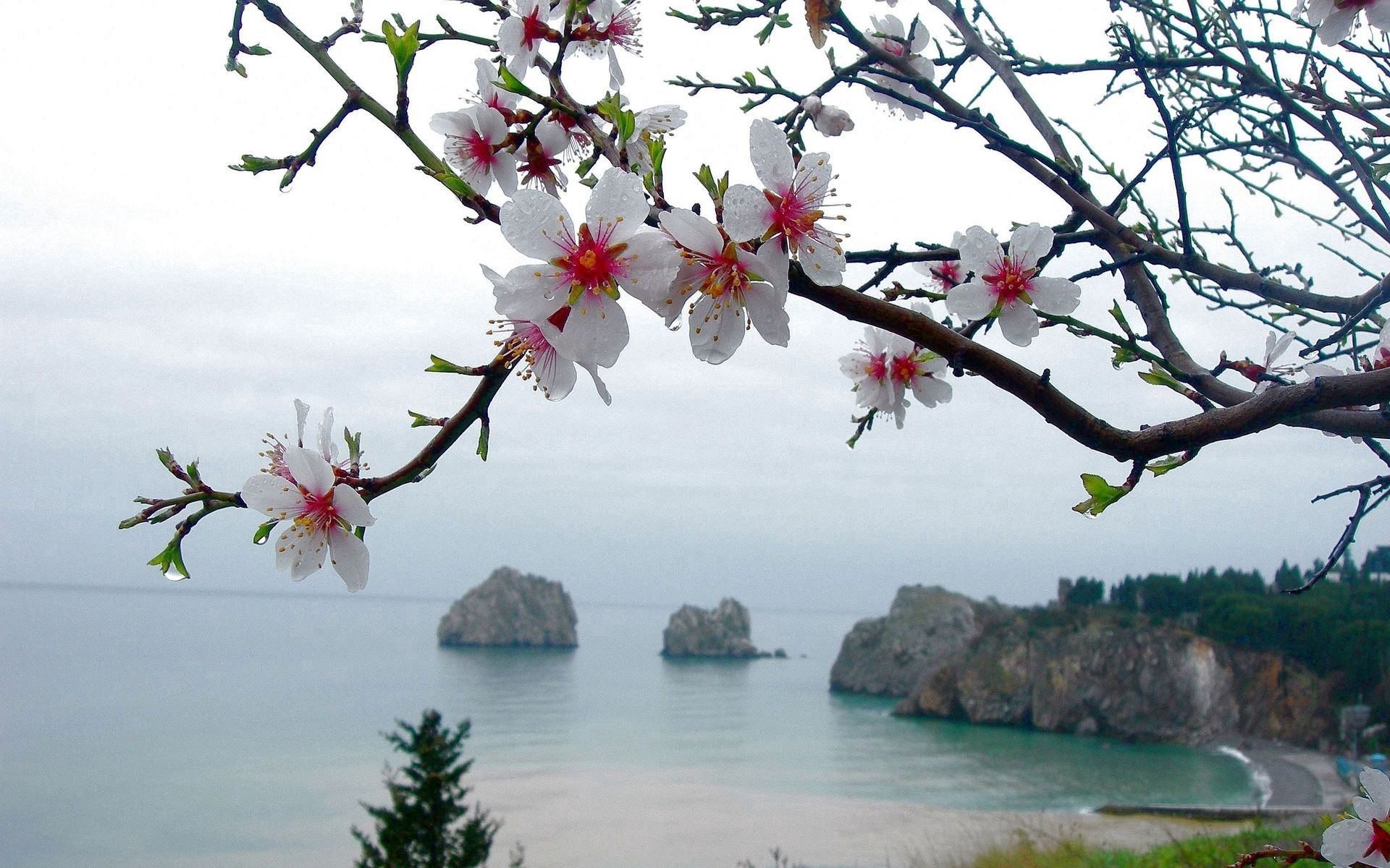 branch, nature, flowers, sea Full HD