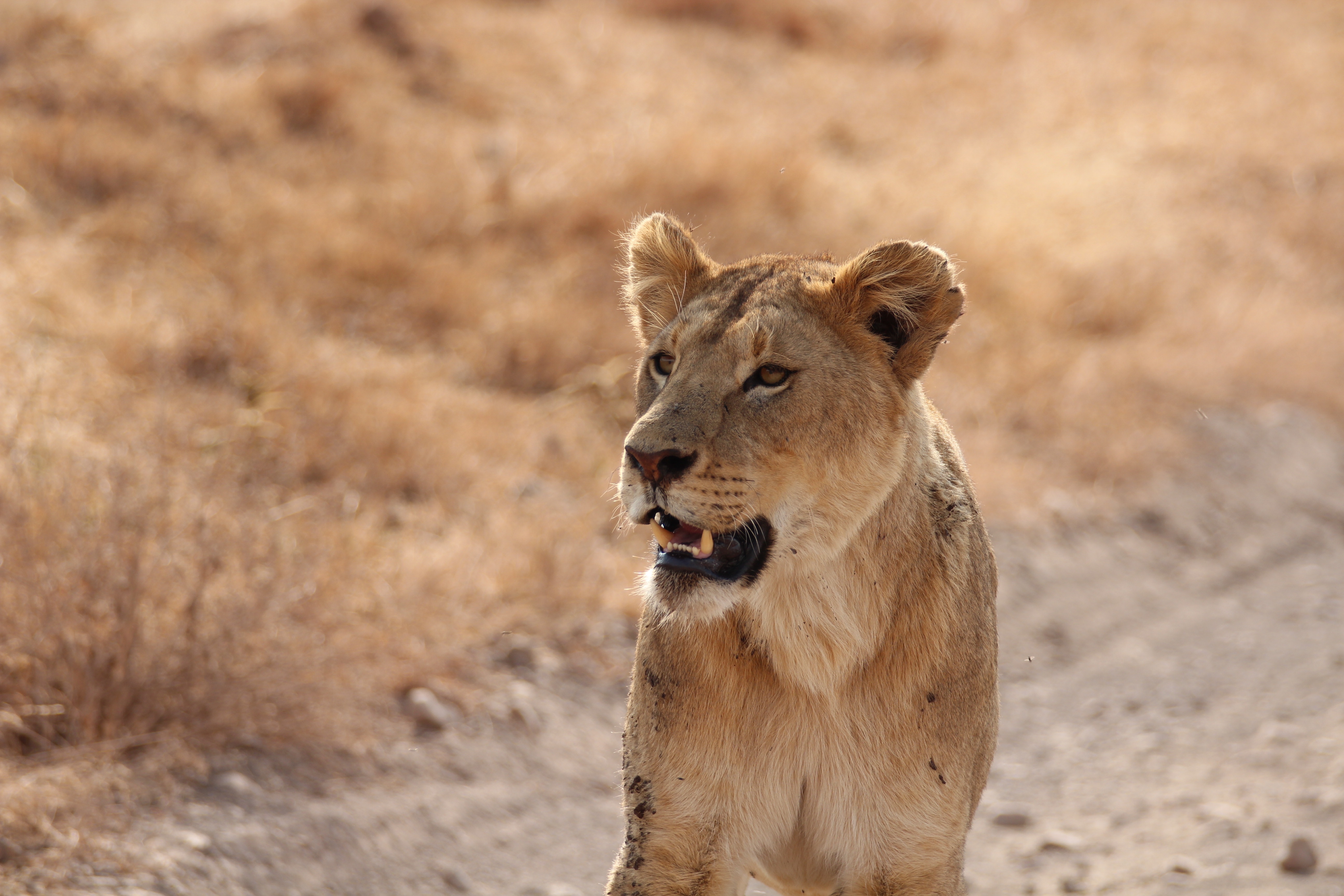 56185 baixar papel de parede leoa, animais, leão, sorriso, um leão, predator, predador - protetores de tela e imagens gratuitamente