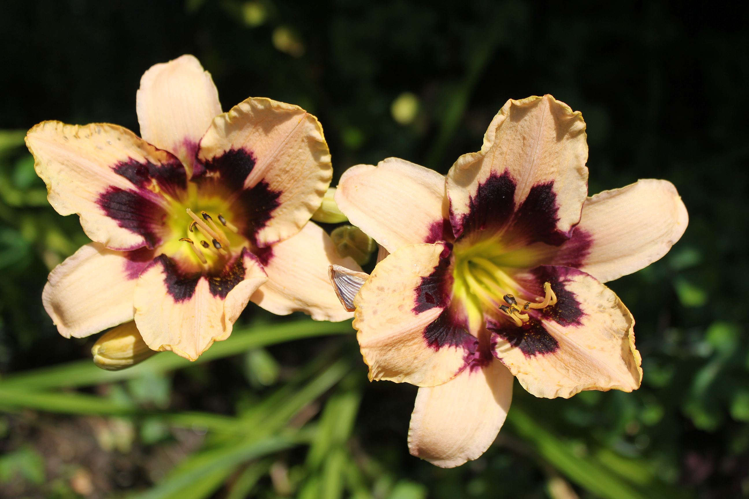  Daylily HD Android Wallpapers