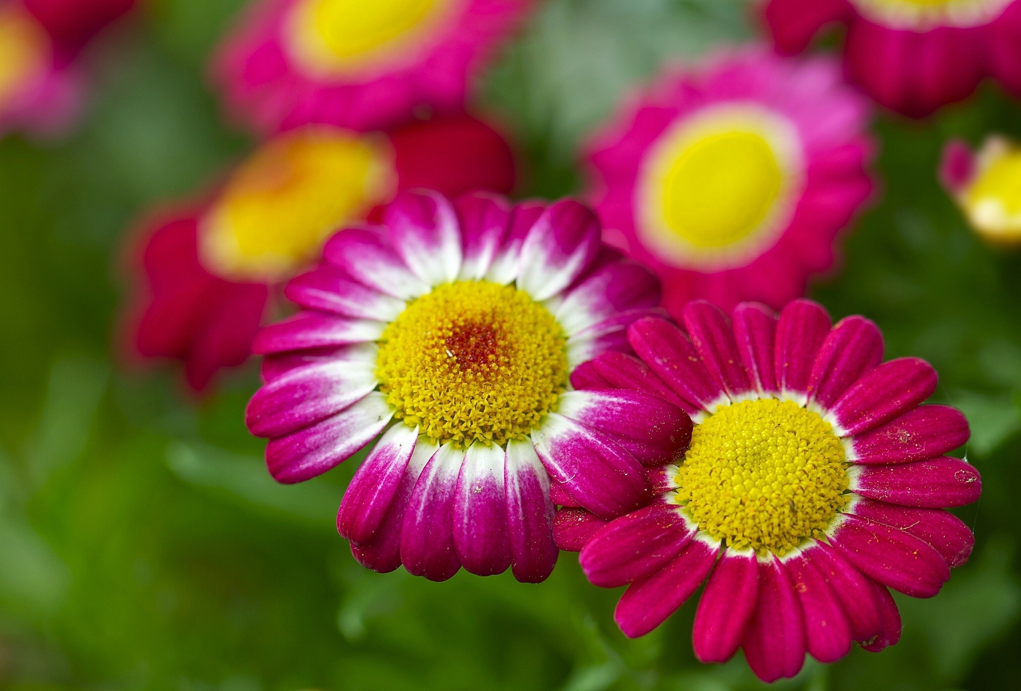 earth, flower, bokeh, chamomile, close up, nature, pink flower, flowers