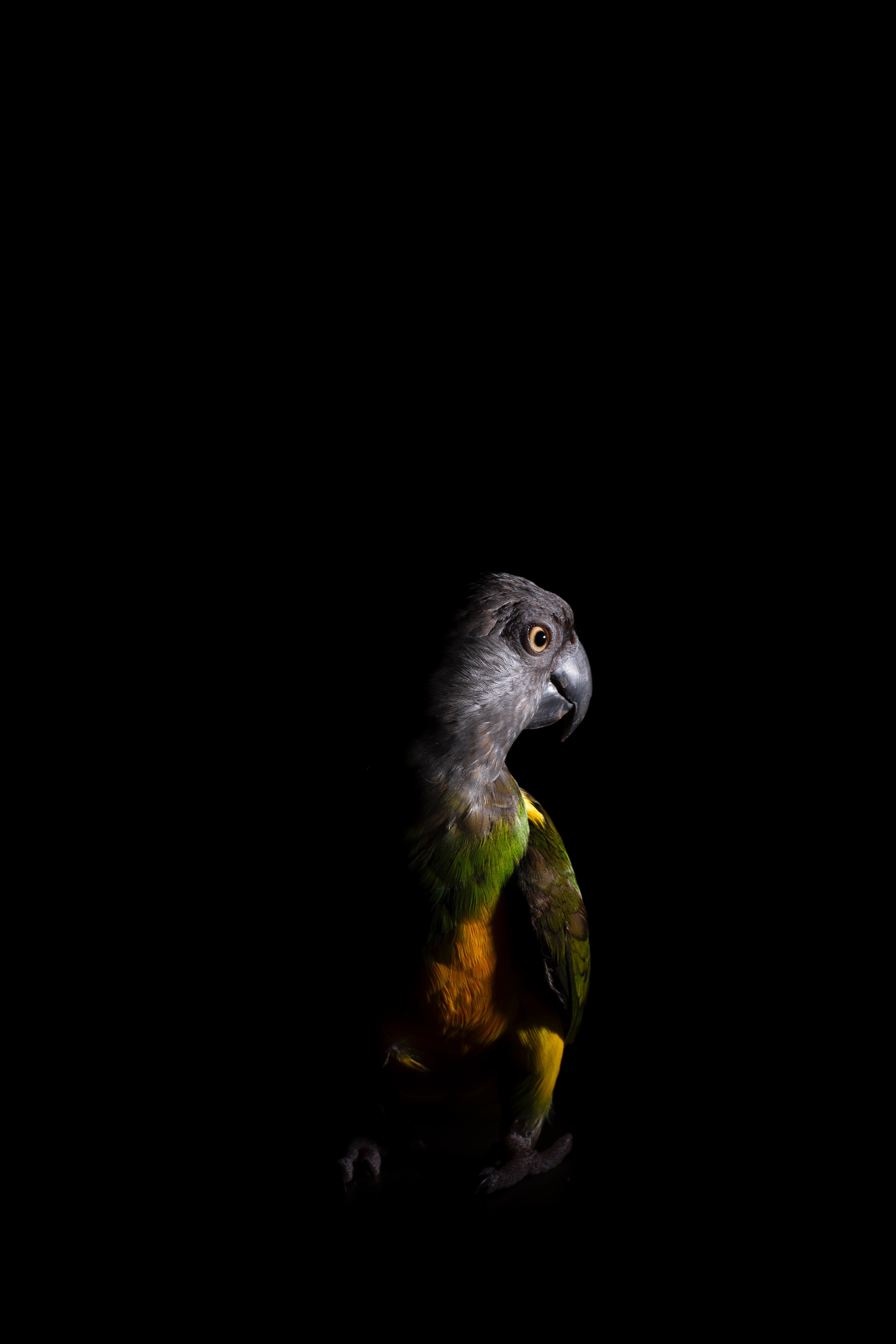 parrots, dark, animals, bird, color
