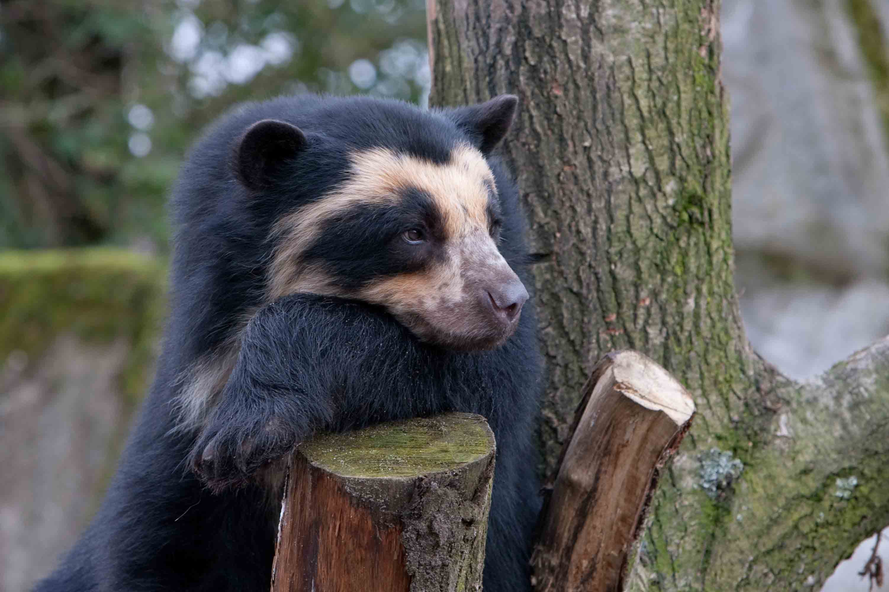 Download mobile wallpaper Spectacled Bear, Animals, Wood, Tree, Bear, Sorrow, Sadness for free.