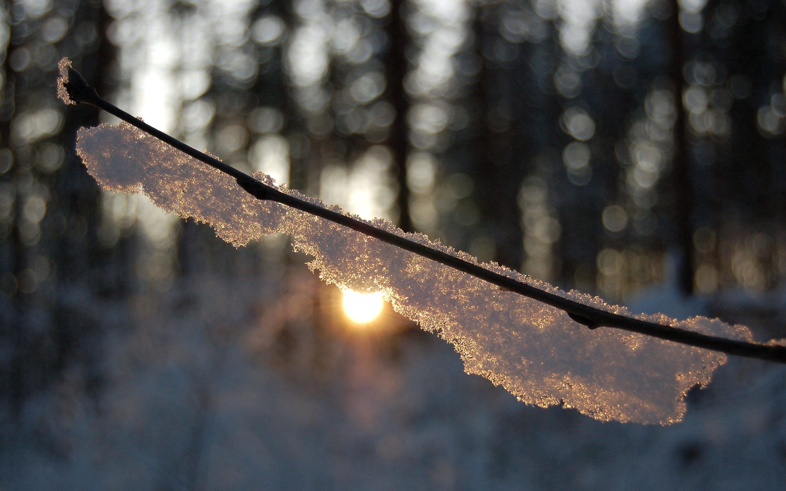 Download mobile wallpaper Snow, Branch, Glare, Forest, Macro, Shine, Light for free.