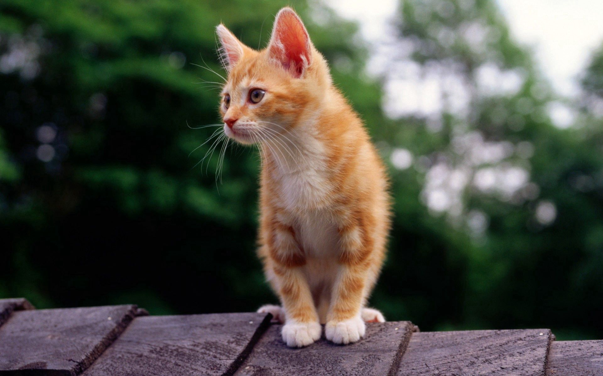 animals, color, sit, kitty, kitten, striped High Definition image