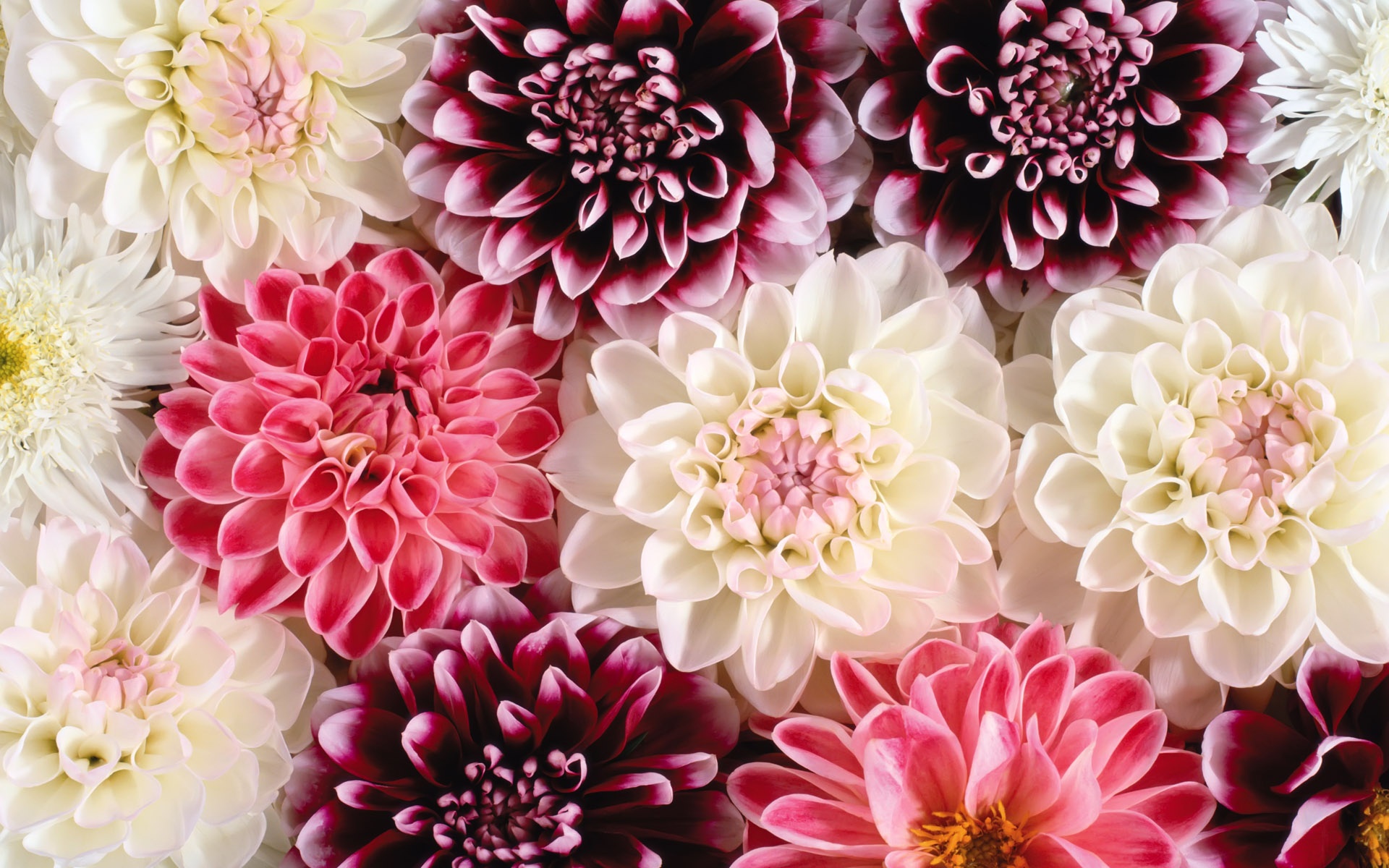 dahlia, pink, flowers, earth, flower, red, white Free Stock Photo