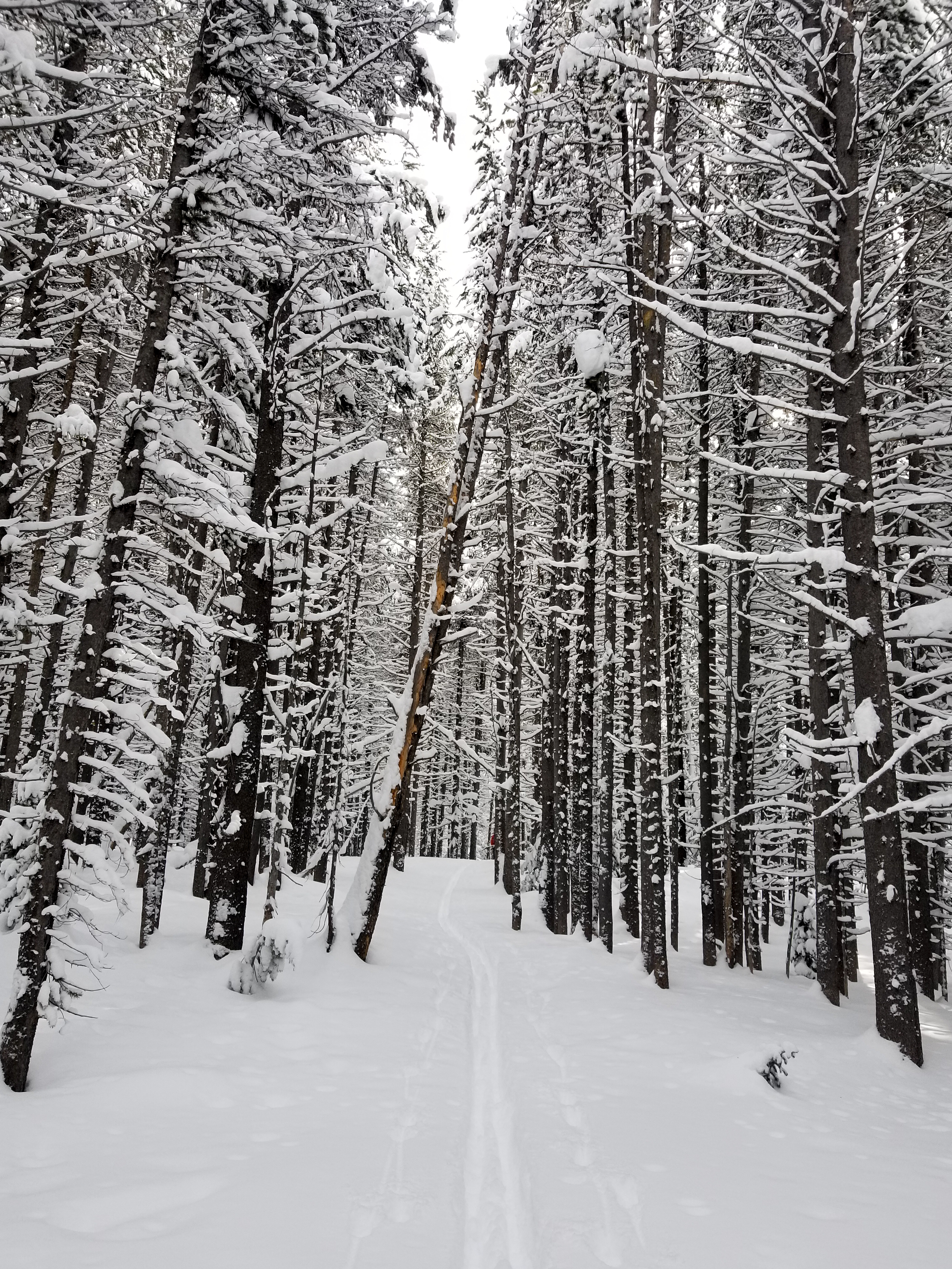Download mobile wallpaper Forest, Snow, Path, Road, Nature for free.