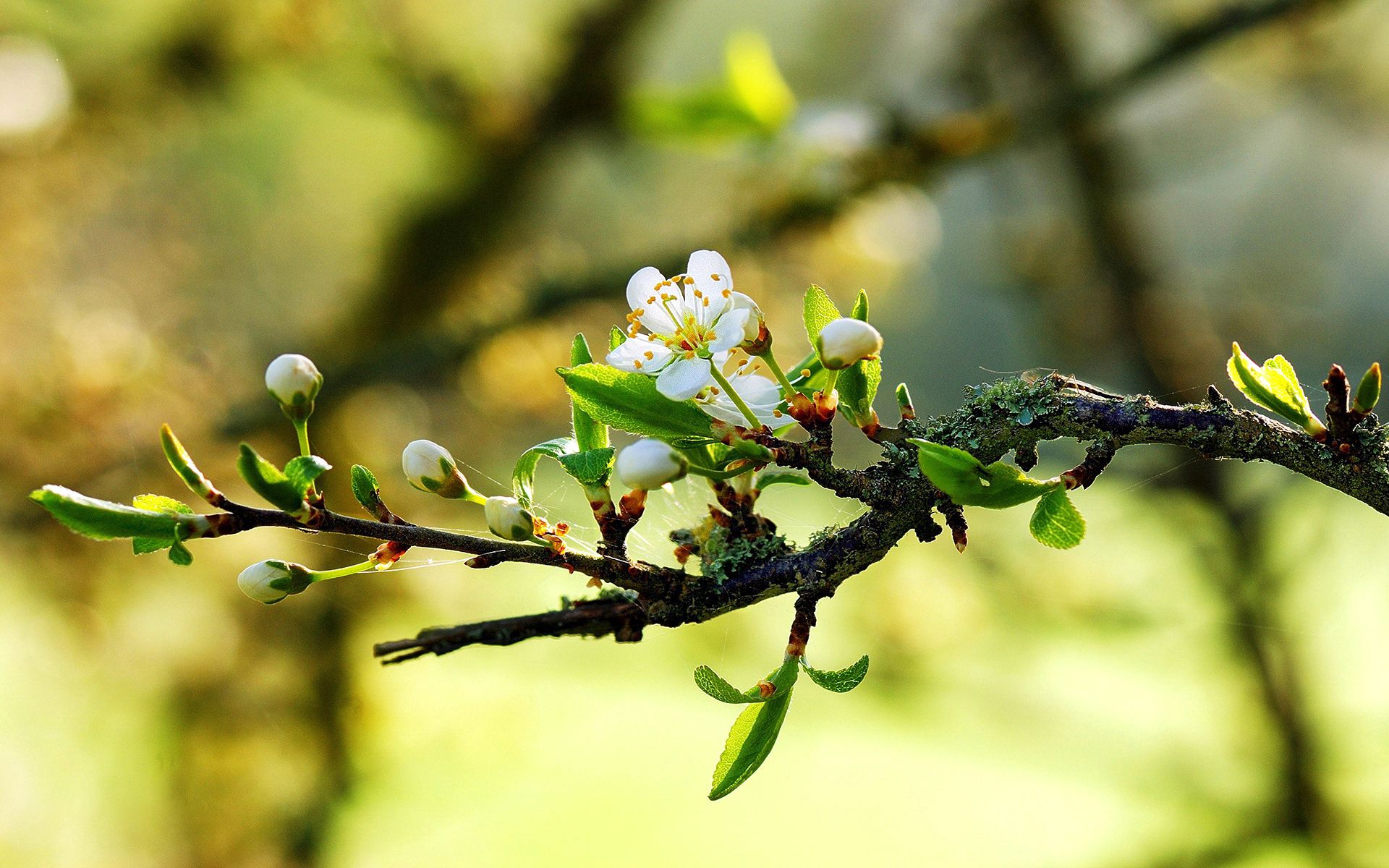 spring, flowering, flowers, leaves, web, bloom, branch, mood, sunny, leaflets