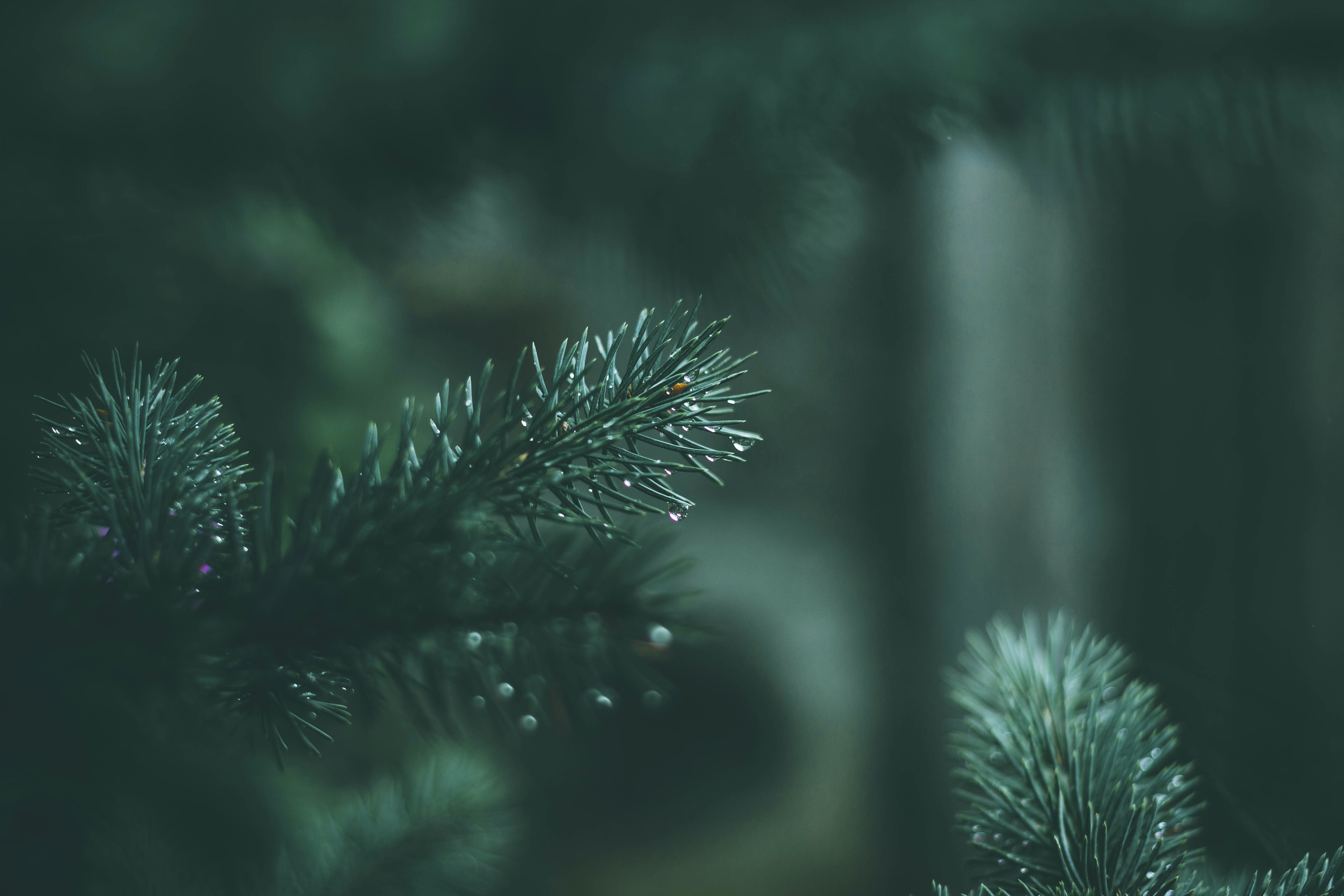 needle, drops, macro, wet, branches, spruce, fir High Definition image