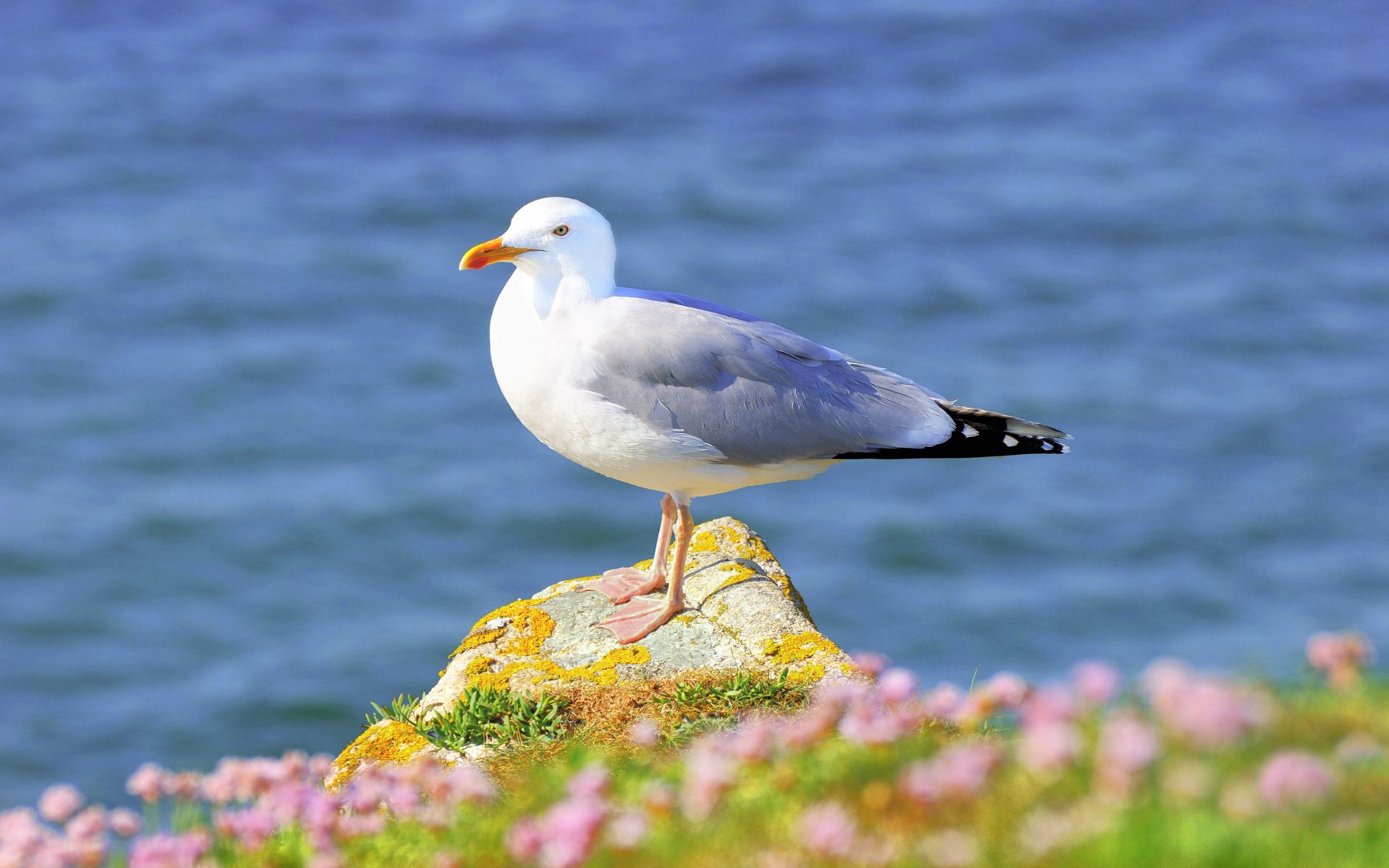 Download mobile wallpaper Gull, Animals, Flowers, Grass, Seagull, Bird for free.