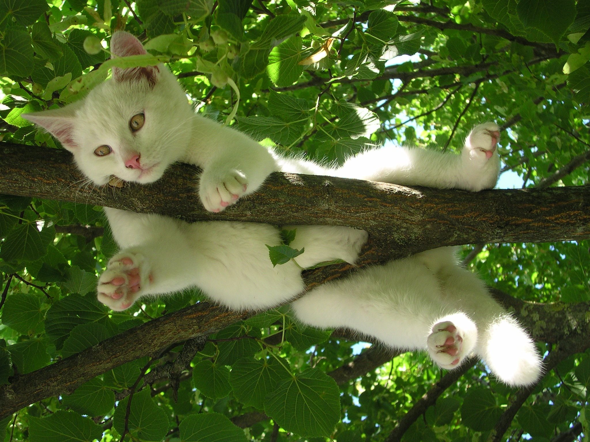 branch, funny, animal, cat, cute, leaf, cats HD wallpaper