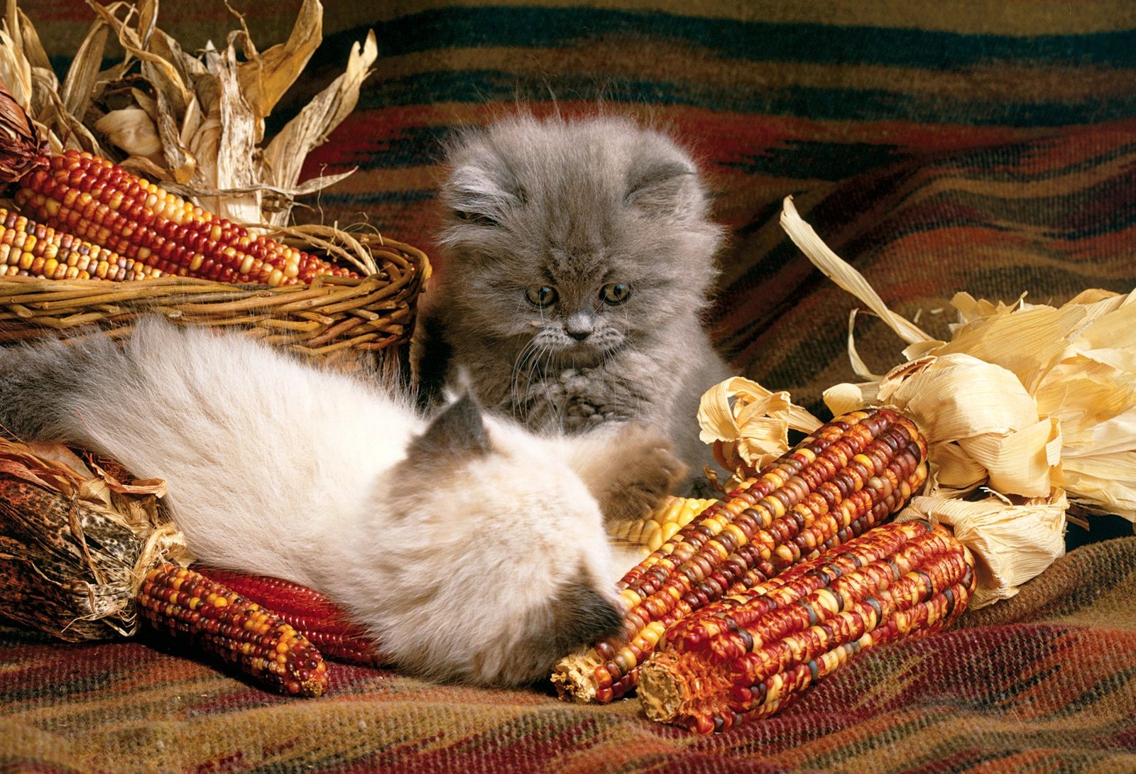 192484 скачать обои животные, кошка, кукуруза, милые, кошки - заставки и картинки бесплатно