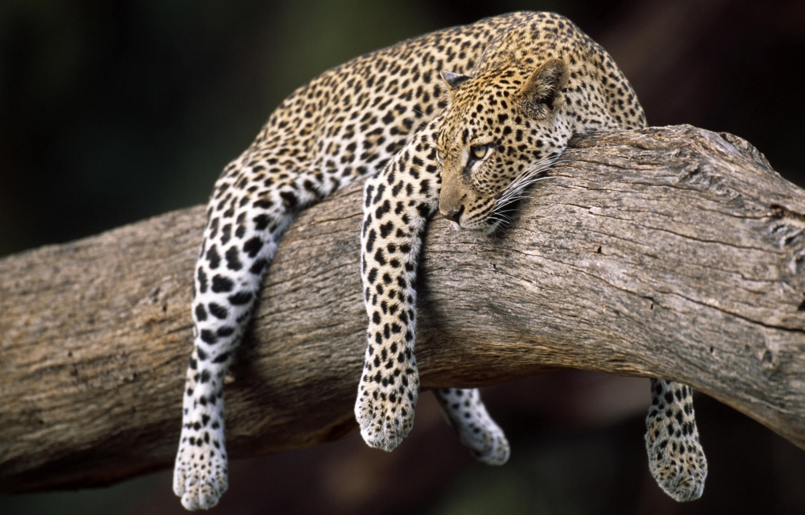 Laden Sie das Jaguar, Tiere-Bild kostenlos auf Ihren PC-Desktop herunter