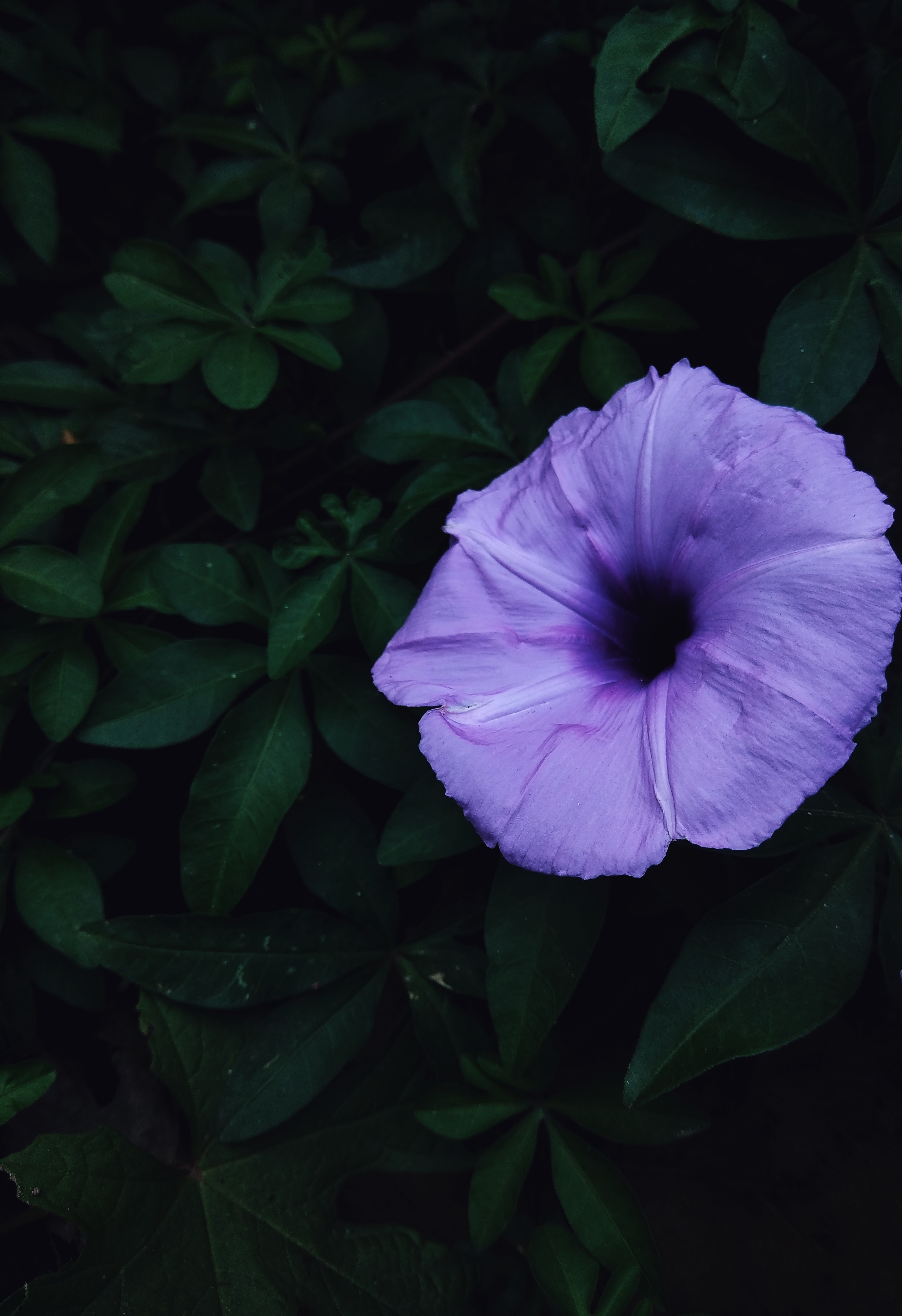 flowers, leaves, lilac, flower, morning glory, ipme, morning glow, morning lights