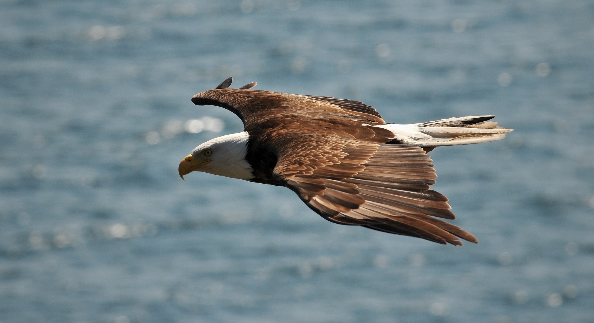 Download mobile wallpaper Flight, Bald Eagle, Eagle, Birds, Animal for free.