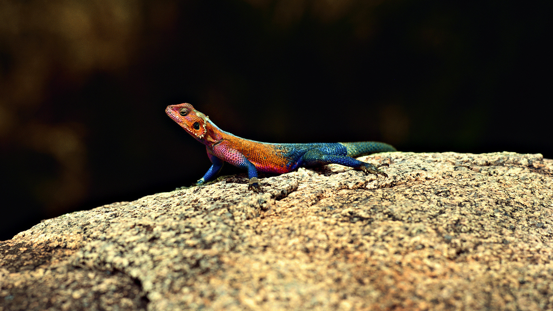 Разноцветная ящерица агама