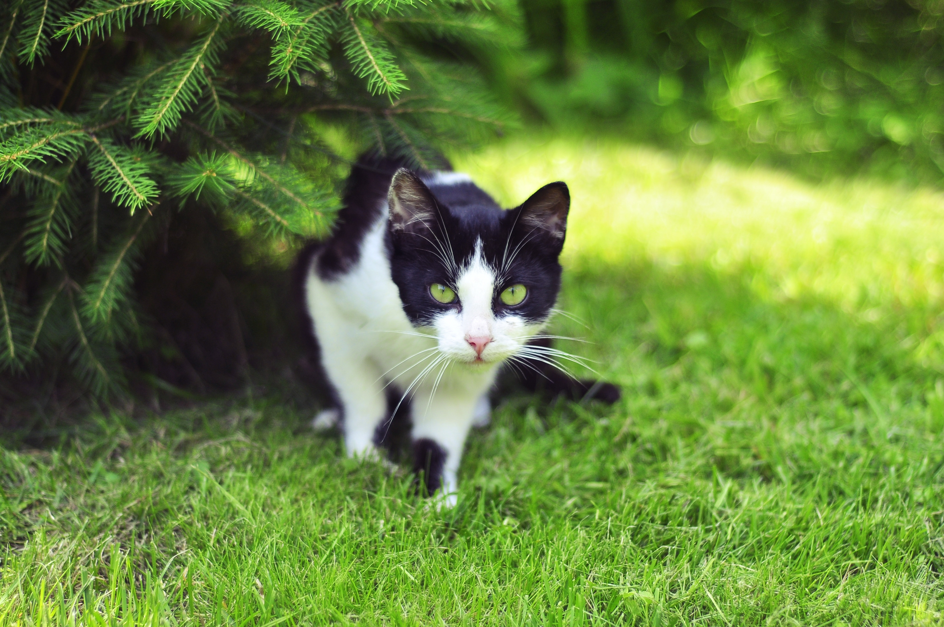 Download mobile wallpaper Fir, Spruce, Climb, Grass, Hunt, Hunting, Animals, Cat for free.