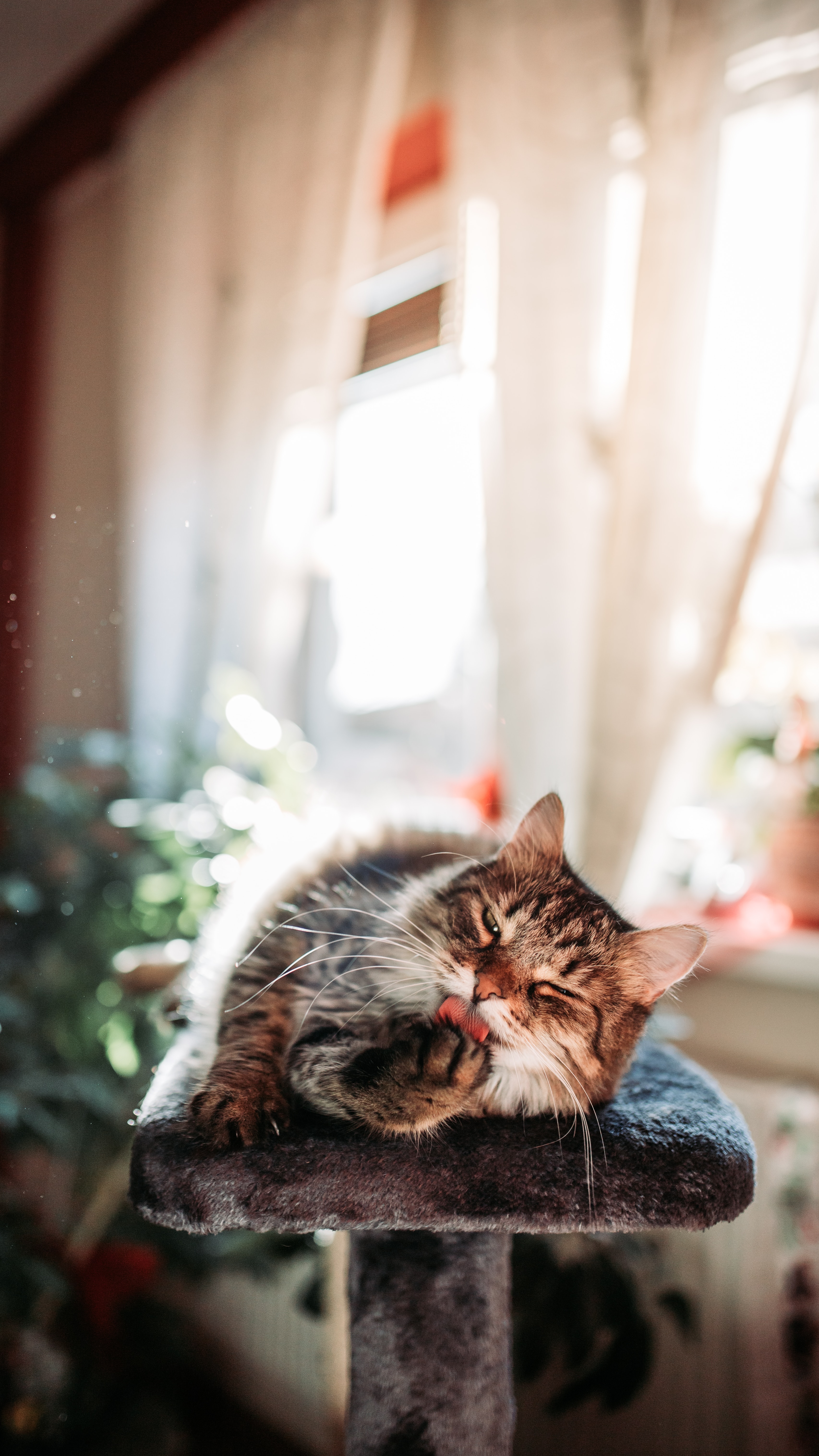 Download mobile wallpaper Rest, Animals, Cat, Relaxation, Cool, Funny for free.