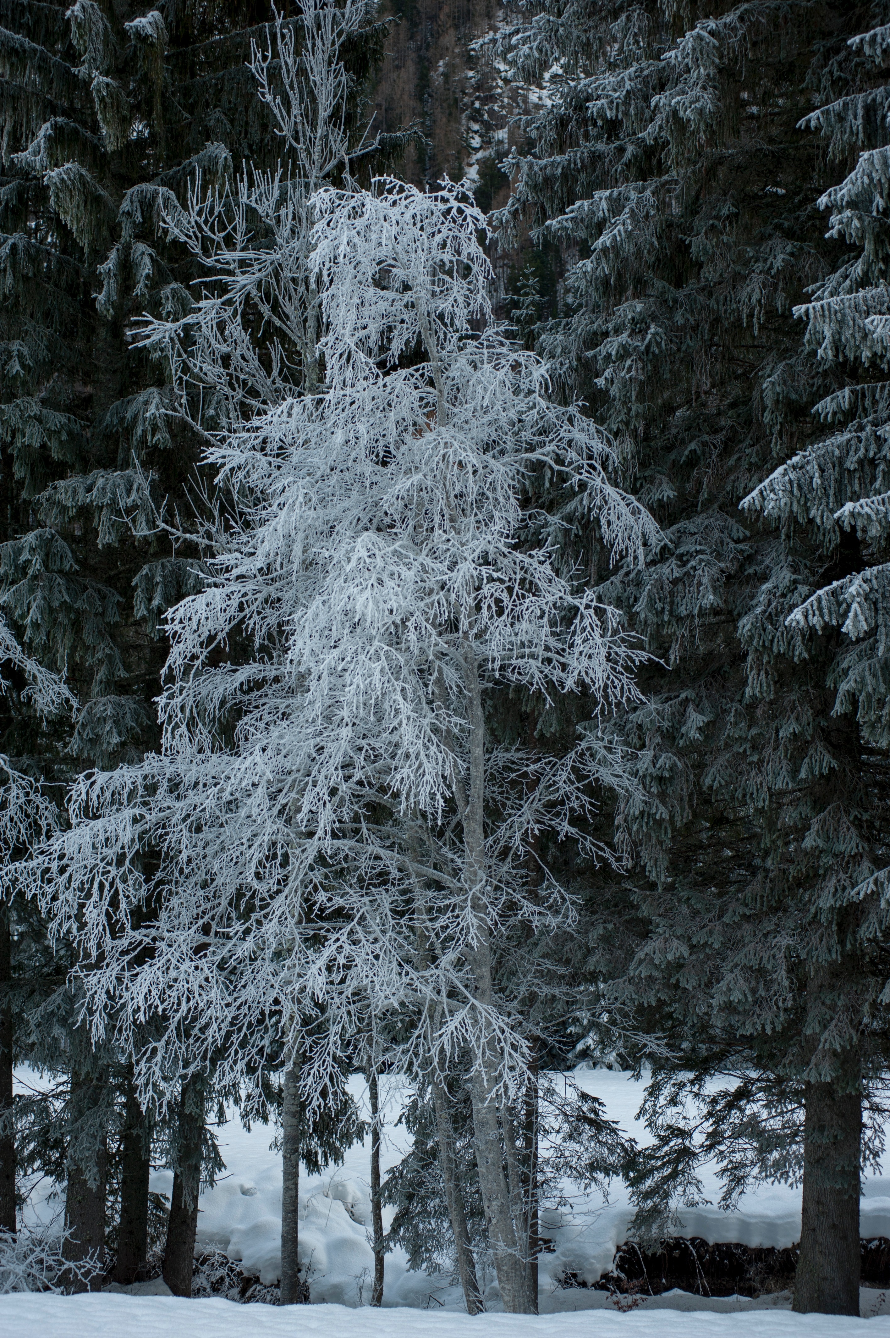 124355 завантажити шпалери зима, природа, дерева, сніг, іній, хрипить - заставки і картинки безкоштовно