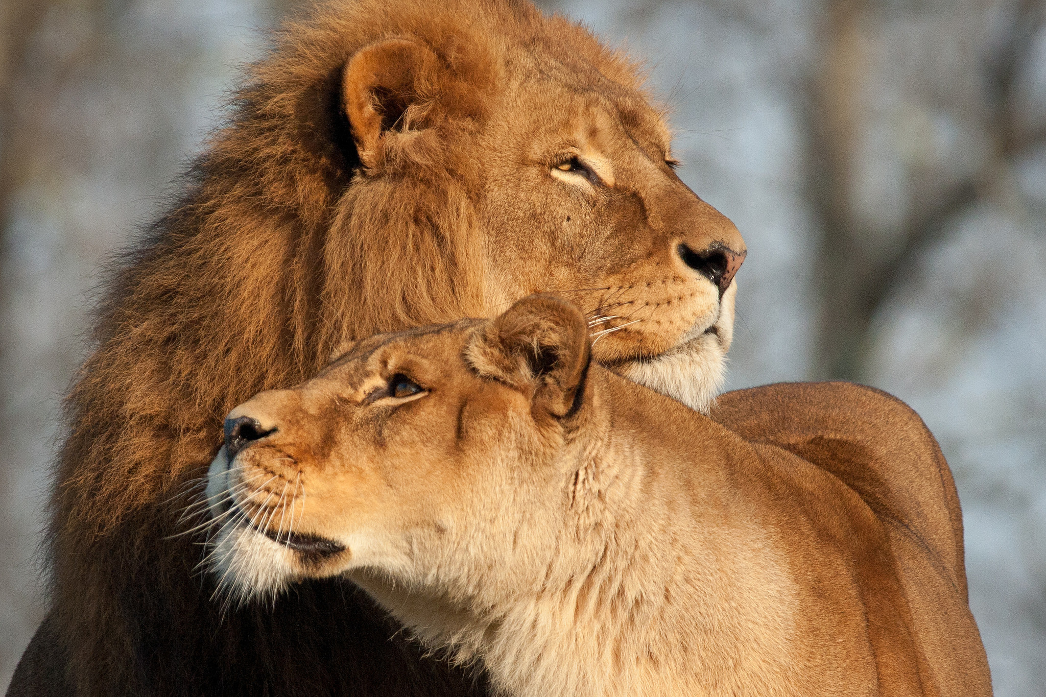 78224 télécharger l'image lion, lionne, animaux, un lion, tendresse, prédateurs - fonds d'écran et économiseurs d'écran gratuits