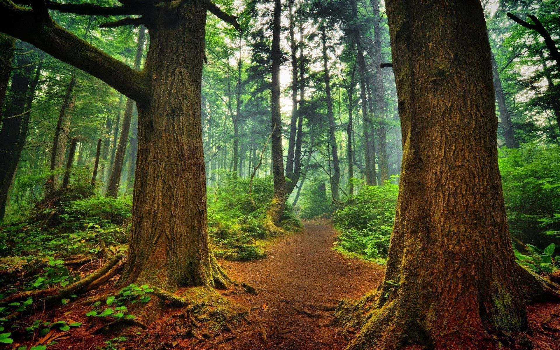 Free download wallpaper Nature, Trees, Path, Freshness, Trail, Forest, Landscape on your PC desktop