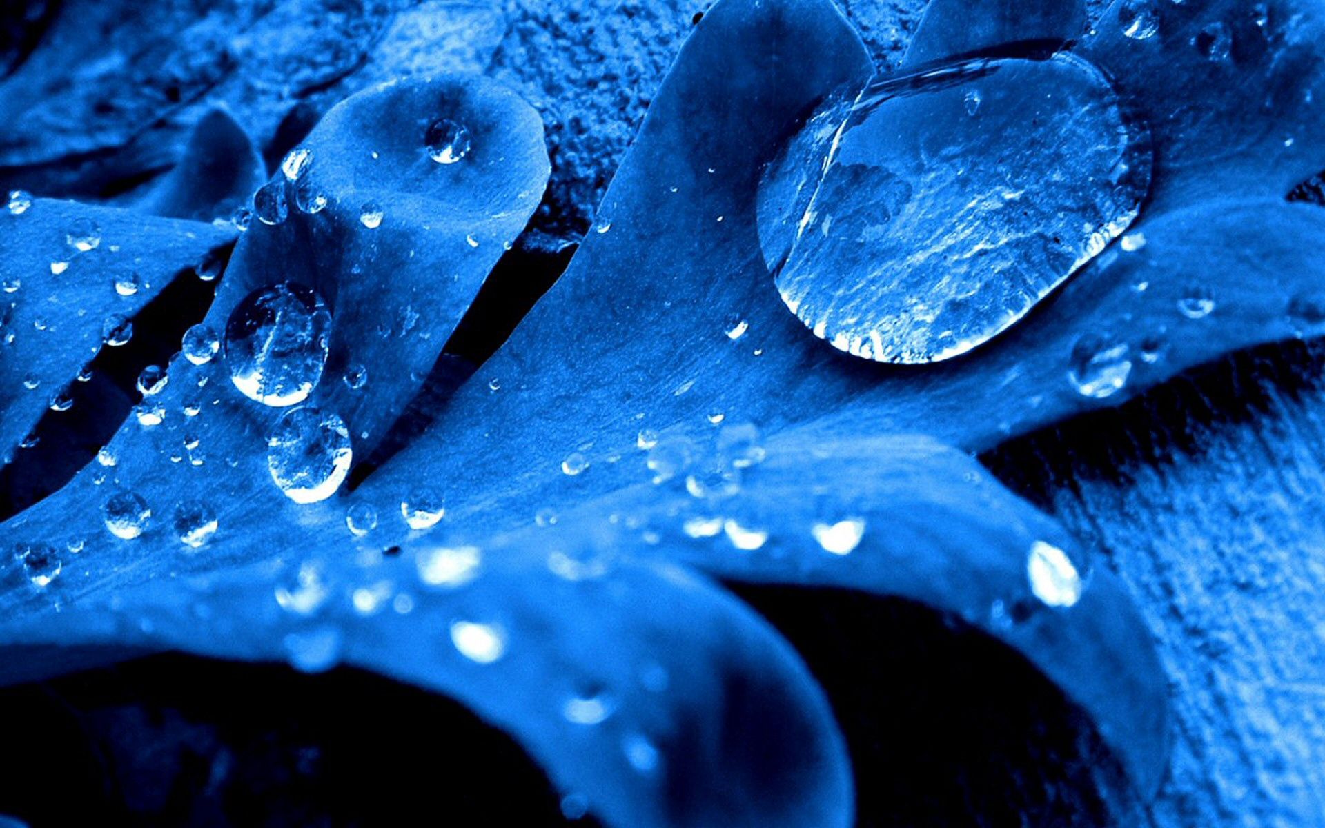 blue, macro, sheet, leaf, drop 1080p