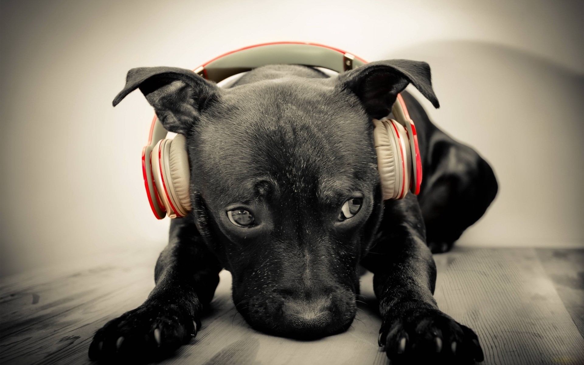 Download mobile wallpaper Animals, Dogs, Music for free.