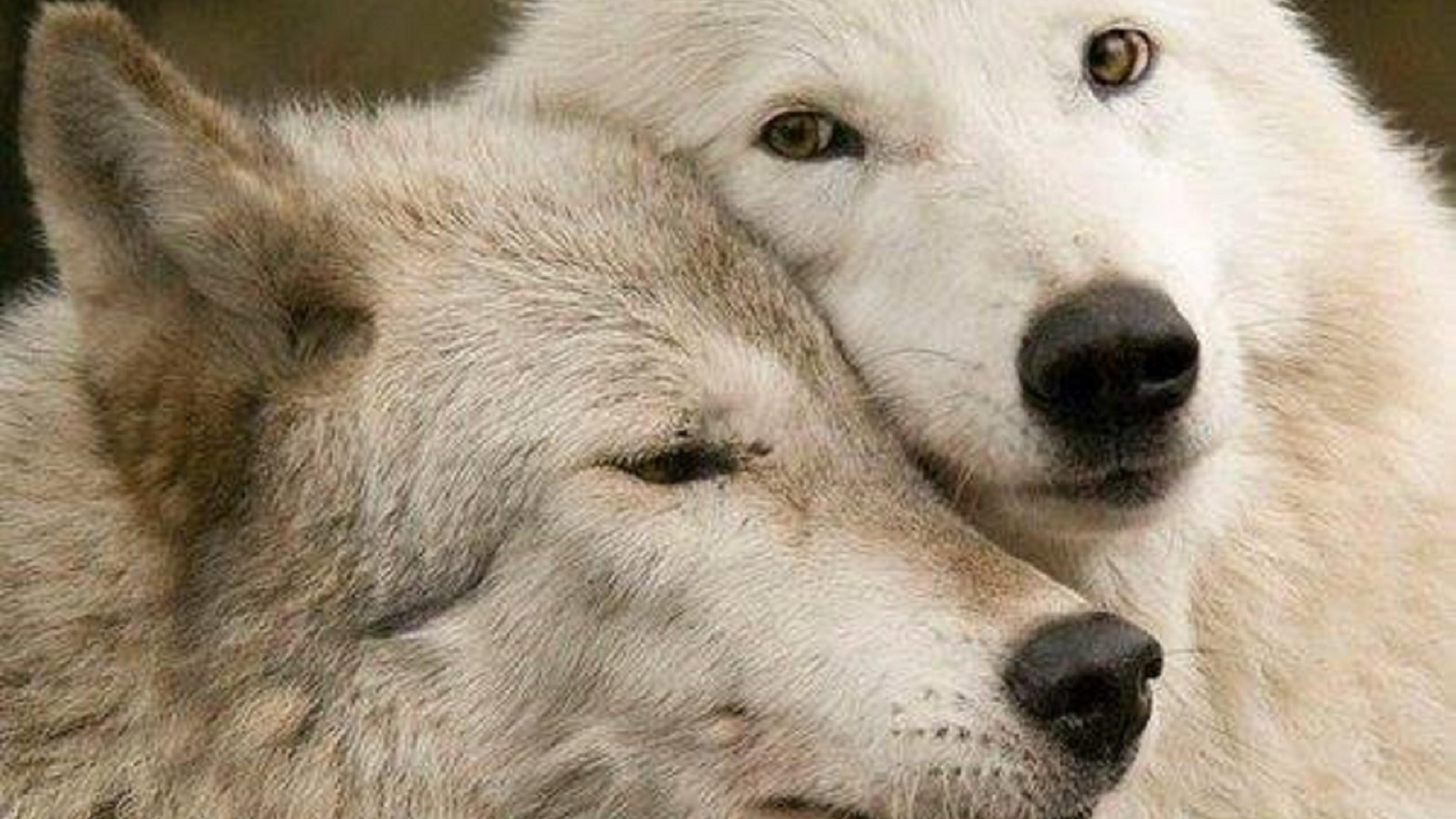 Белые волки пара