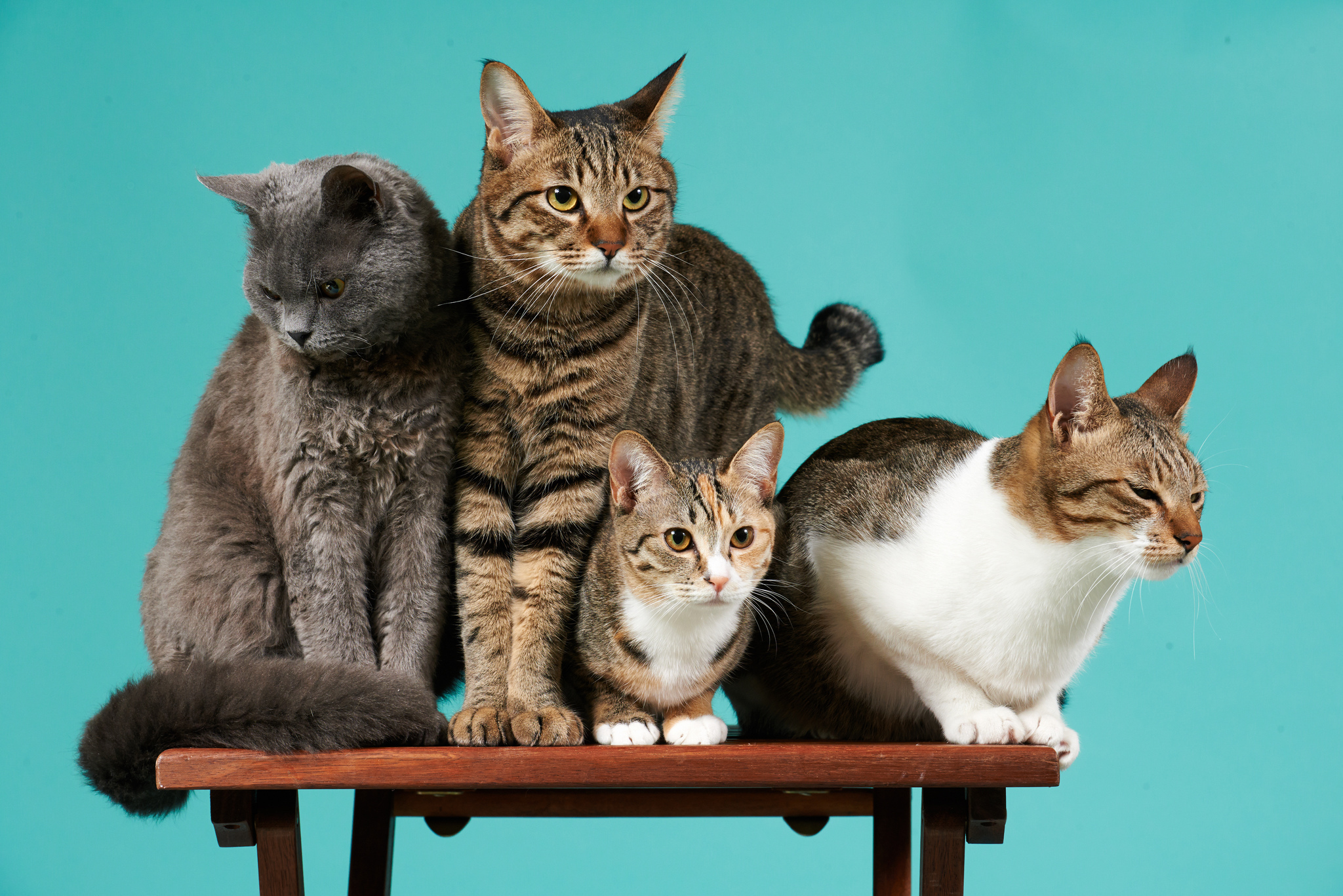 cats, animals, photosession, photo shoot, four